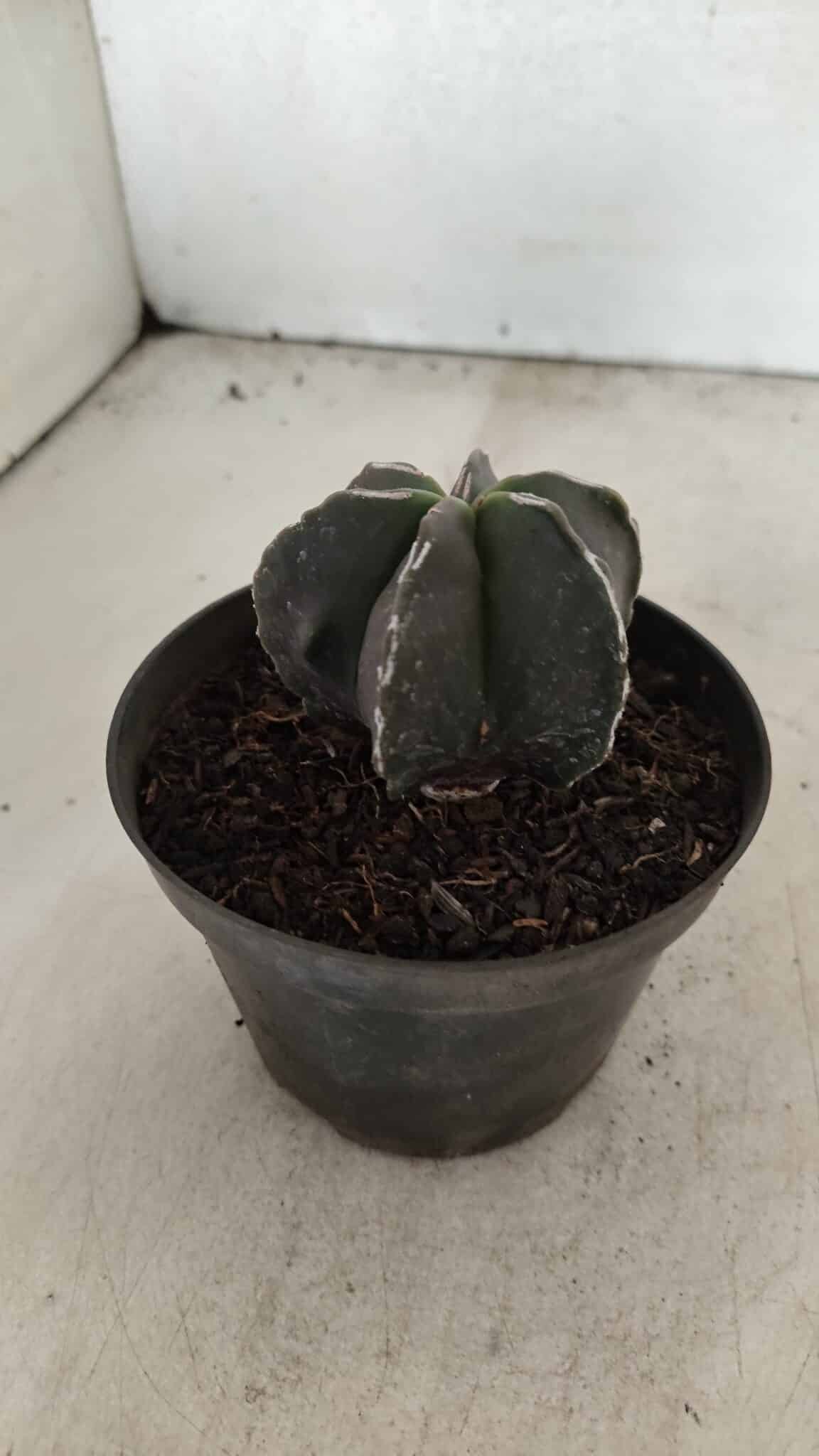 ASTROPHYTUM MYRIOSTIGMA "Multicostatum - 6 quinas "  Nº 1074 – vaso 11 - foto 7