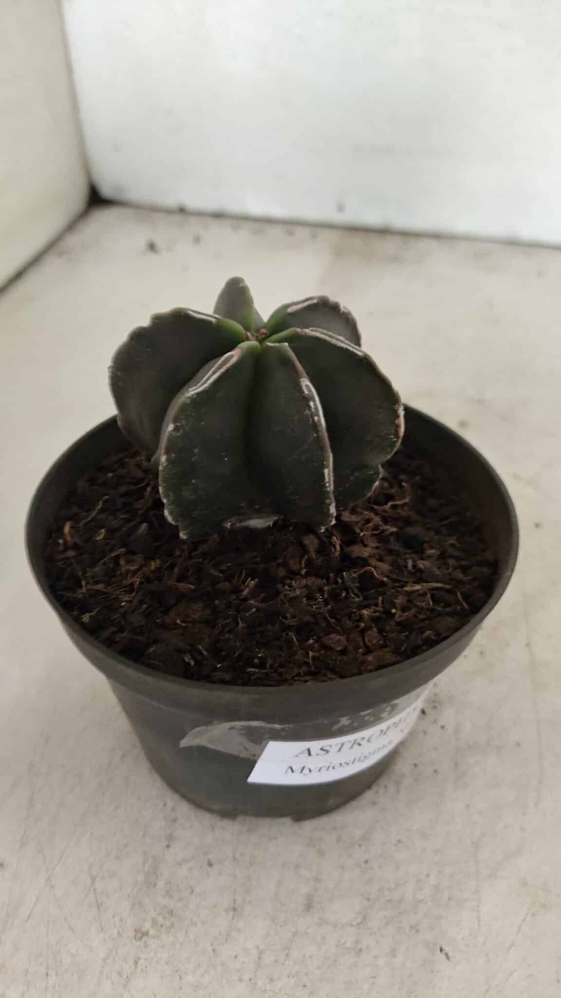 ASTROPHYTUM MYRIOSTIGMA "Multicostatum - 6 quinas "  Nº 1074 – vaso 11 - foto 6