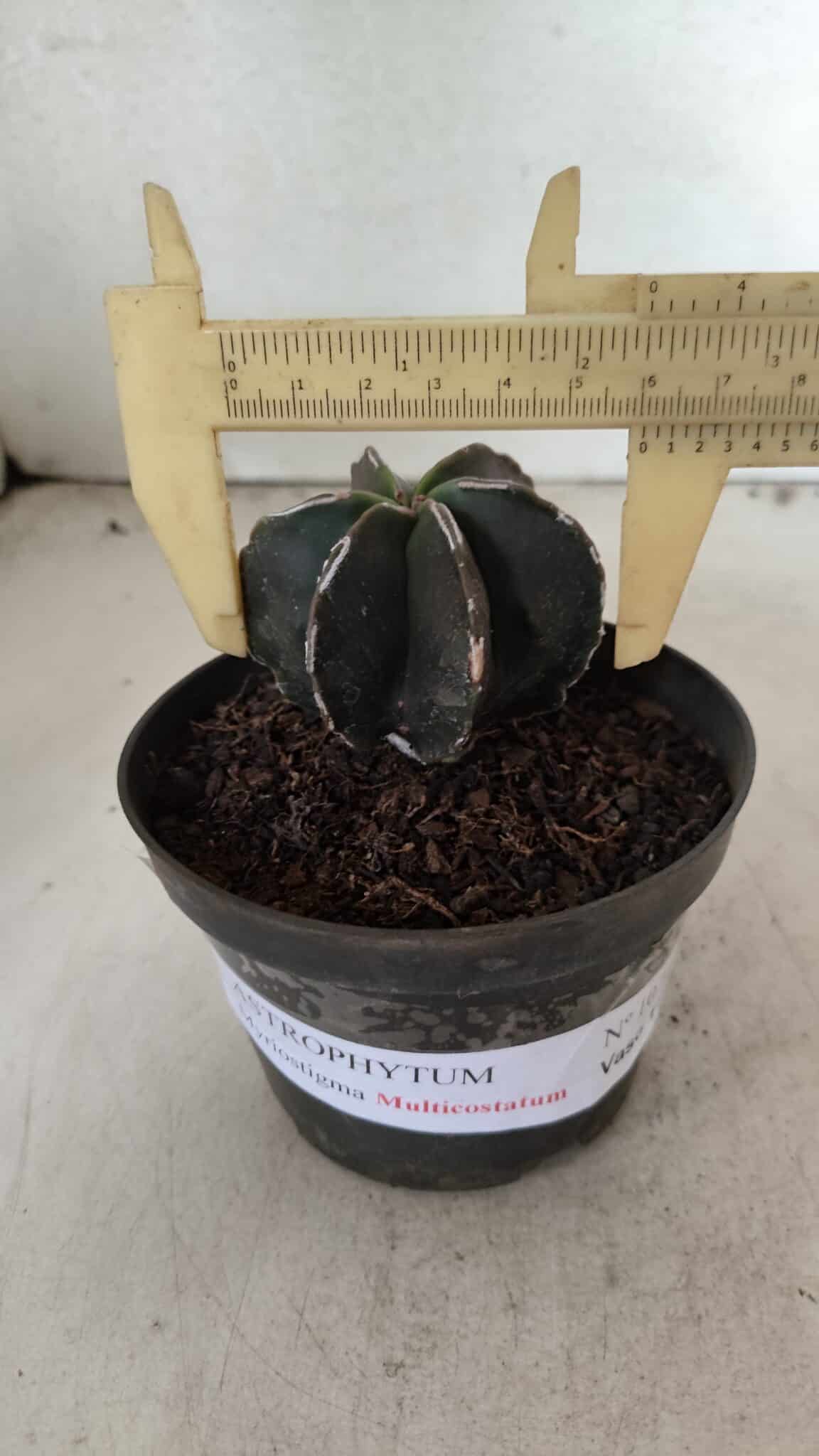ASTROPHYTUM MYRIOSTIGMA "Multicostatum - 6 quinas "  Nº 1074 – vaso 11 - foto 4