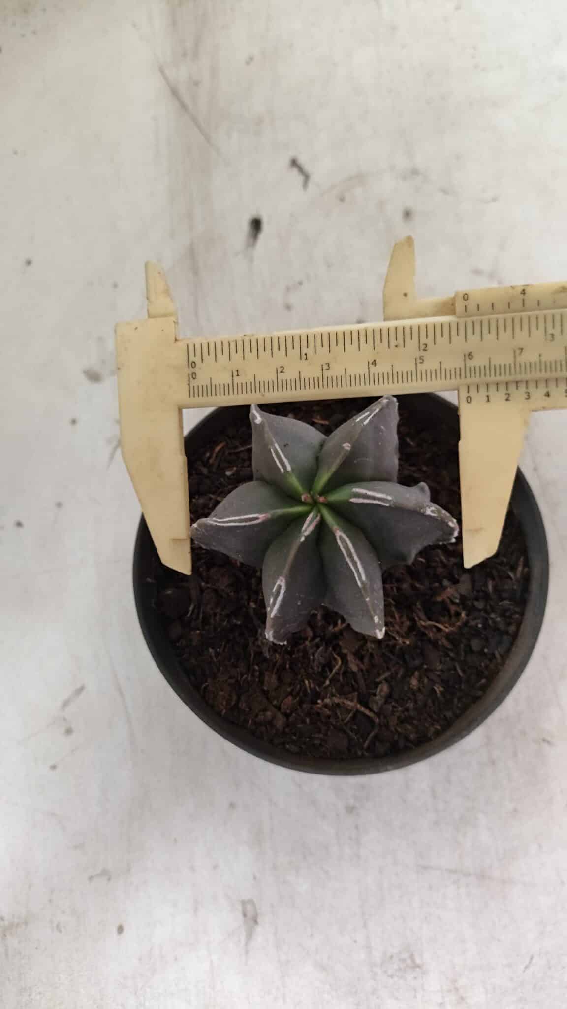 ASTROPHYTUM MYRIOSTIGMA "Multicostatum - 6 quinas "  Nº 1074 – vaso 11 - foto 5