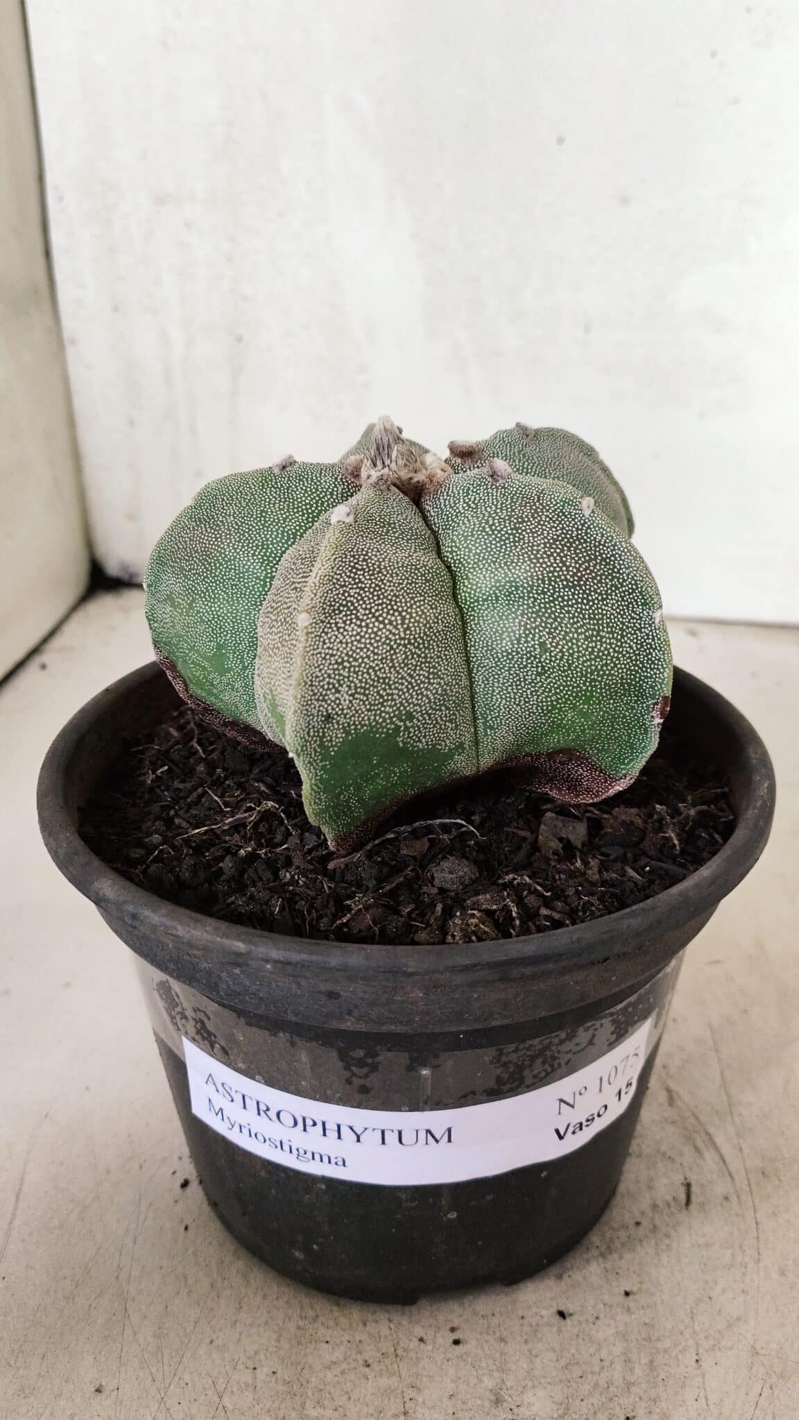 ASTROPHYTUM MYRIOSTIGMA  Nº 1075 – vaso 15 - foto 2