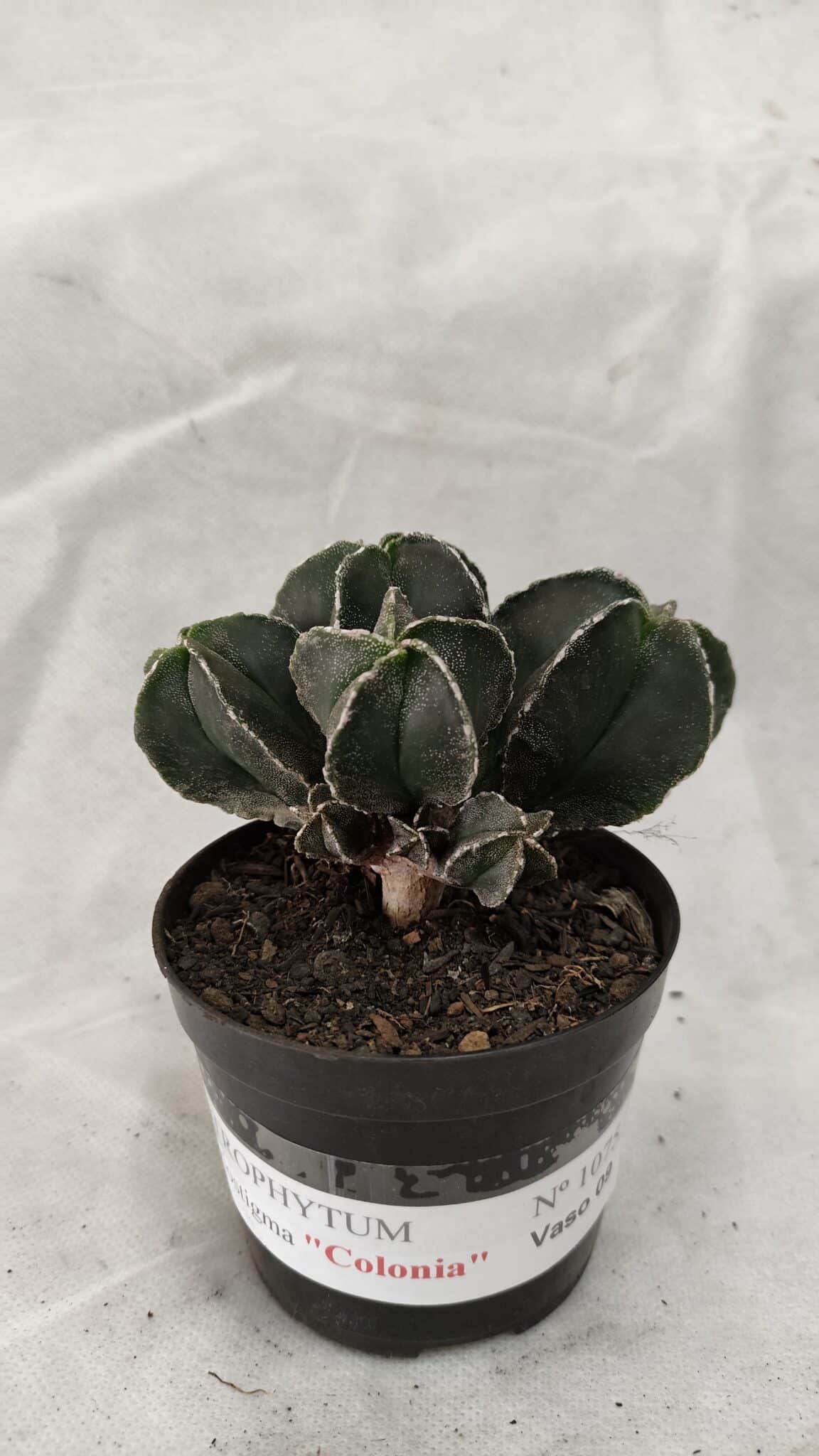 ASTROPHYTUM MYRIOSTIGMA "Colônia" Nº 1075 – vaso 09 - foto 2