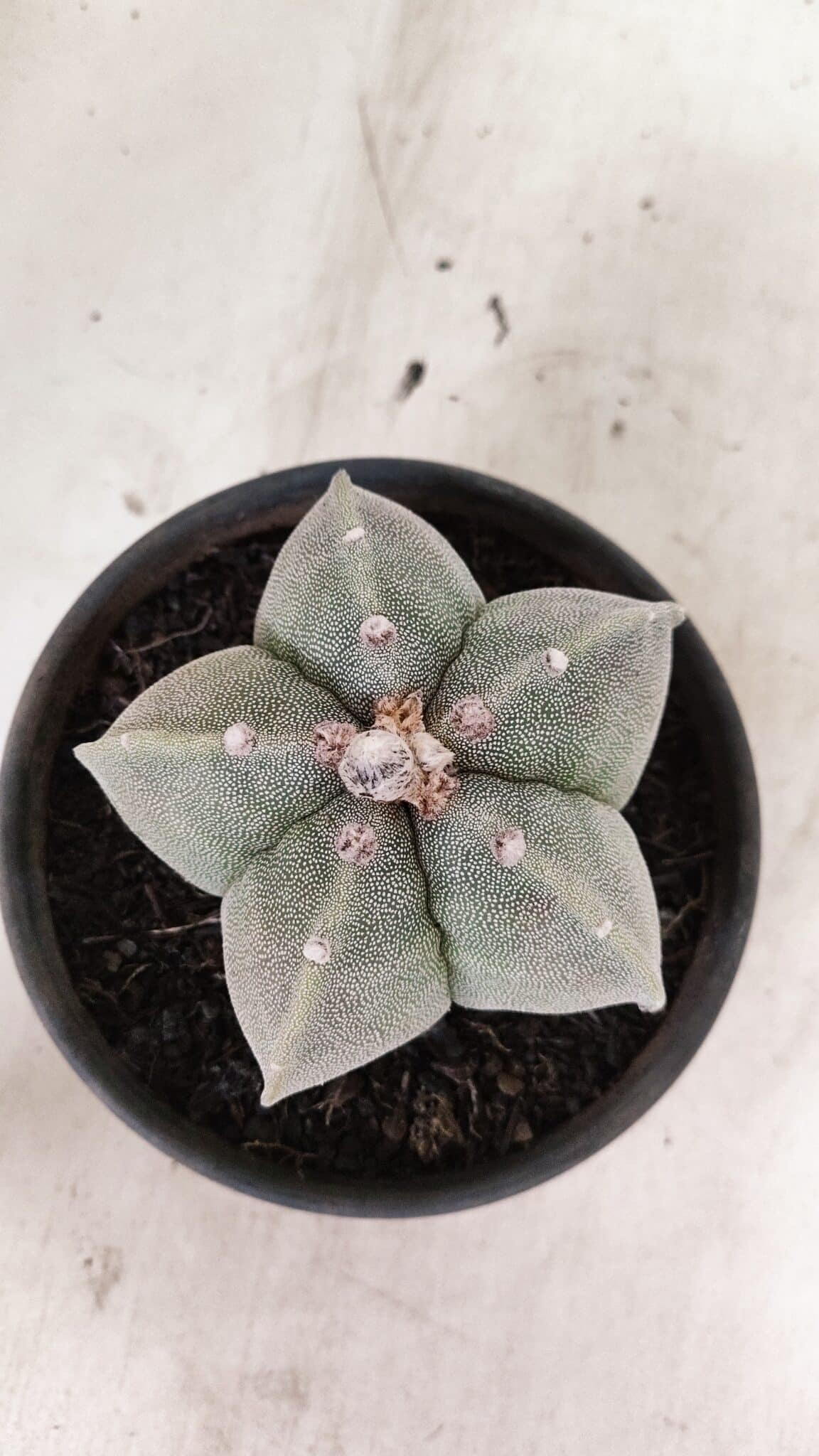 ASTROPHYTUM MYRIOSTIGMA  Nº 1075 – vaso 15 - foto 3