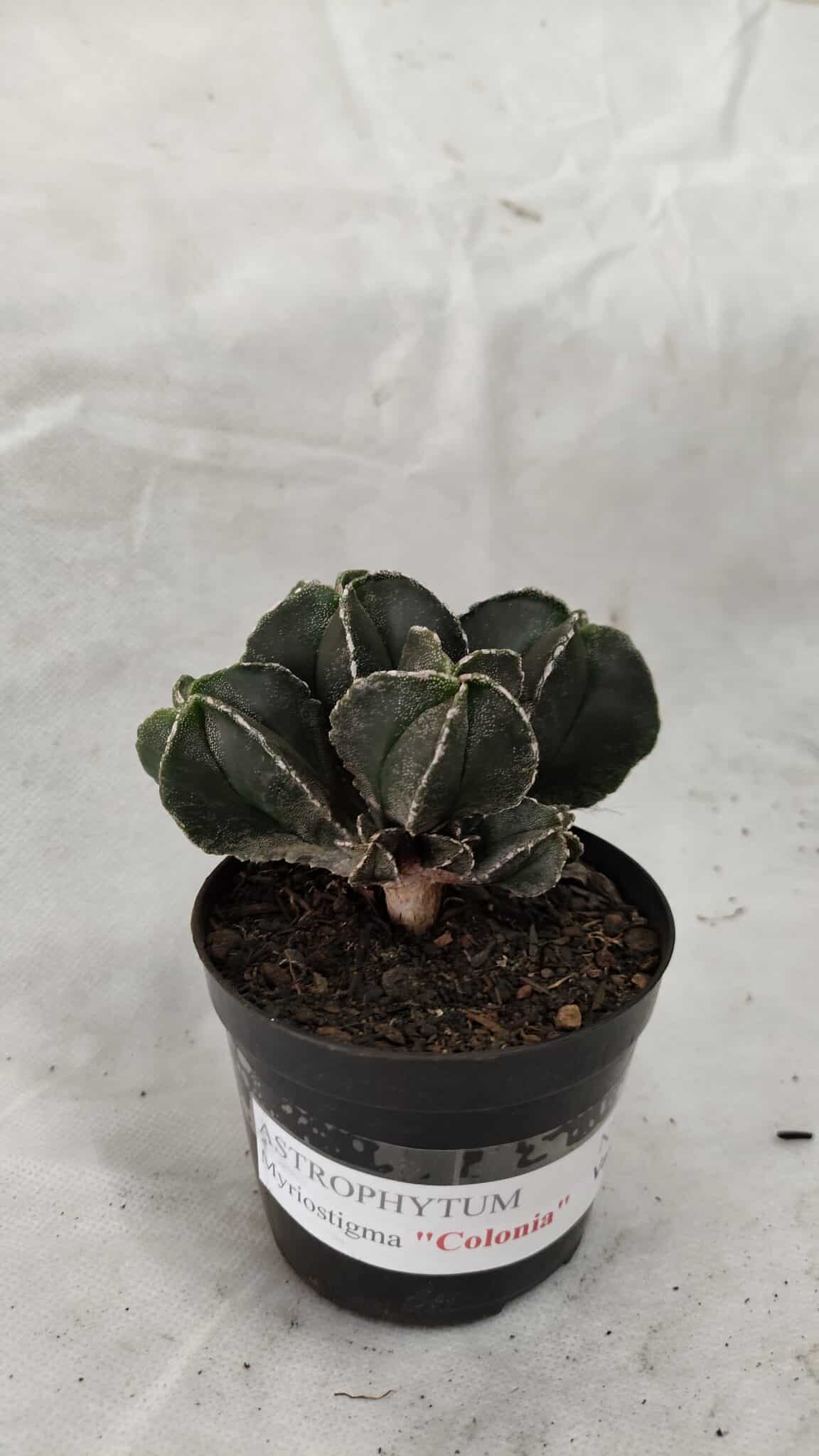 ASTROPHYTUM MYRIOSTIGMA "Colônia" Nº 1075 – vaso 09 - foto 10