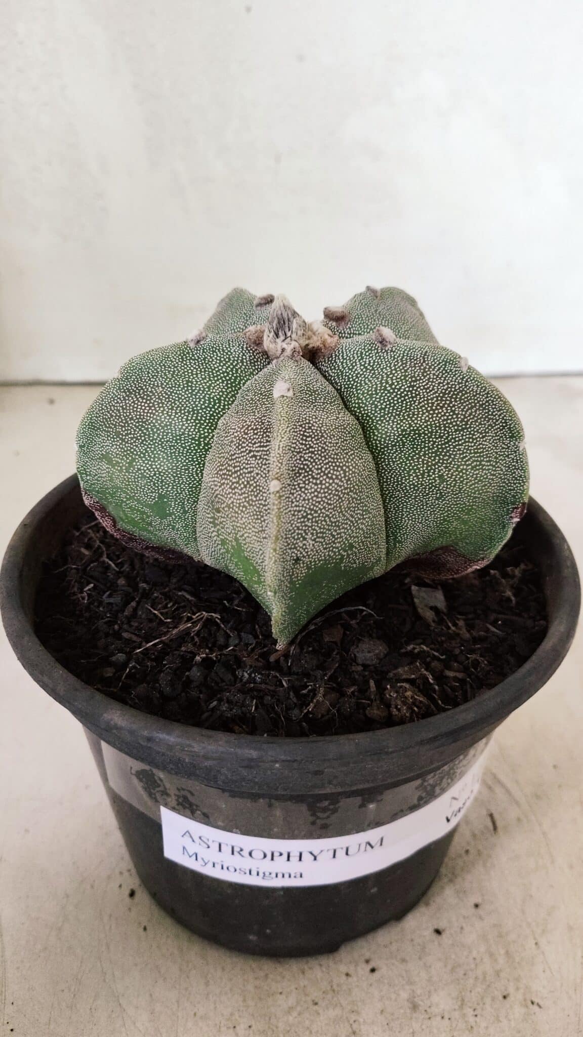 ASTROPHYTUM MYRIOSTIGMA  Nº 1075 – vaso 15 - foto 9