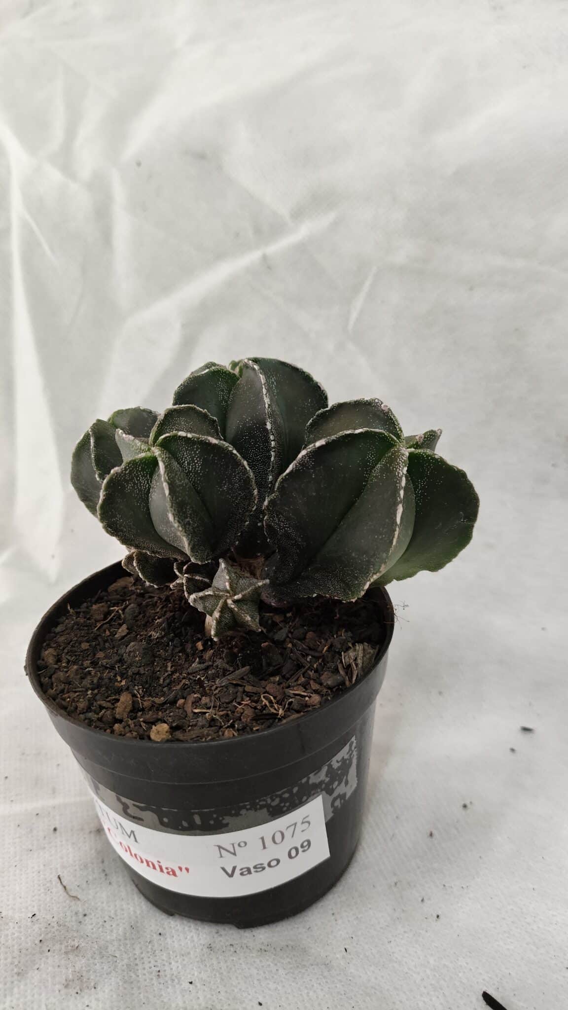 ASTROPHYTUM MYRIOSTIGMA "Colônia" Nº 1075 – vaso 09 - foto 9