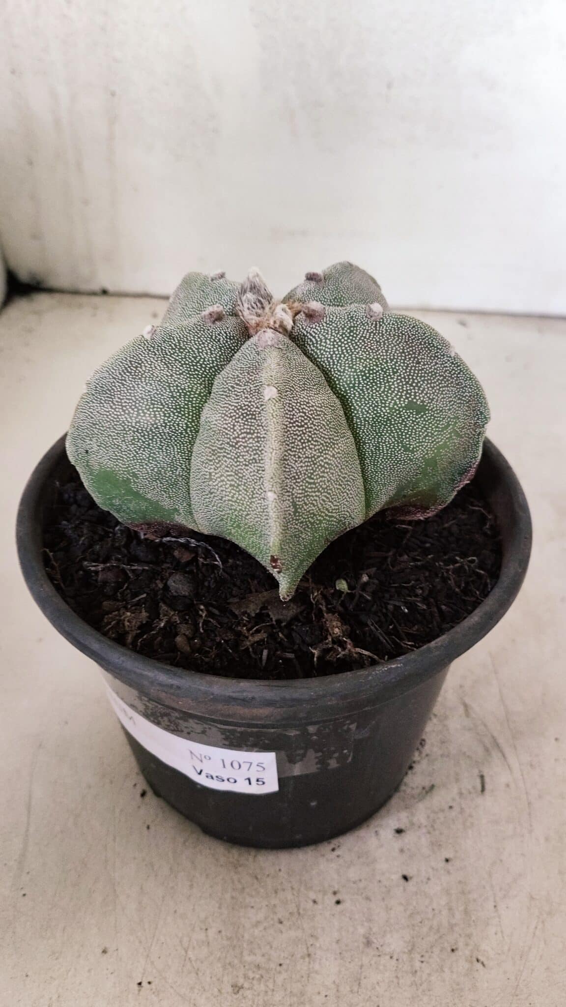 ASTROPHYTUM MYRIOSTIGMA  Nº 1075 – vaso 15 - foto 8