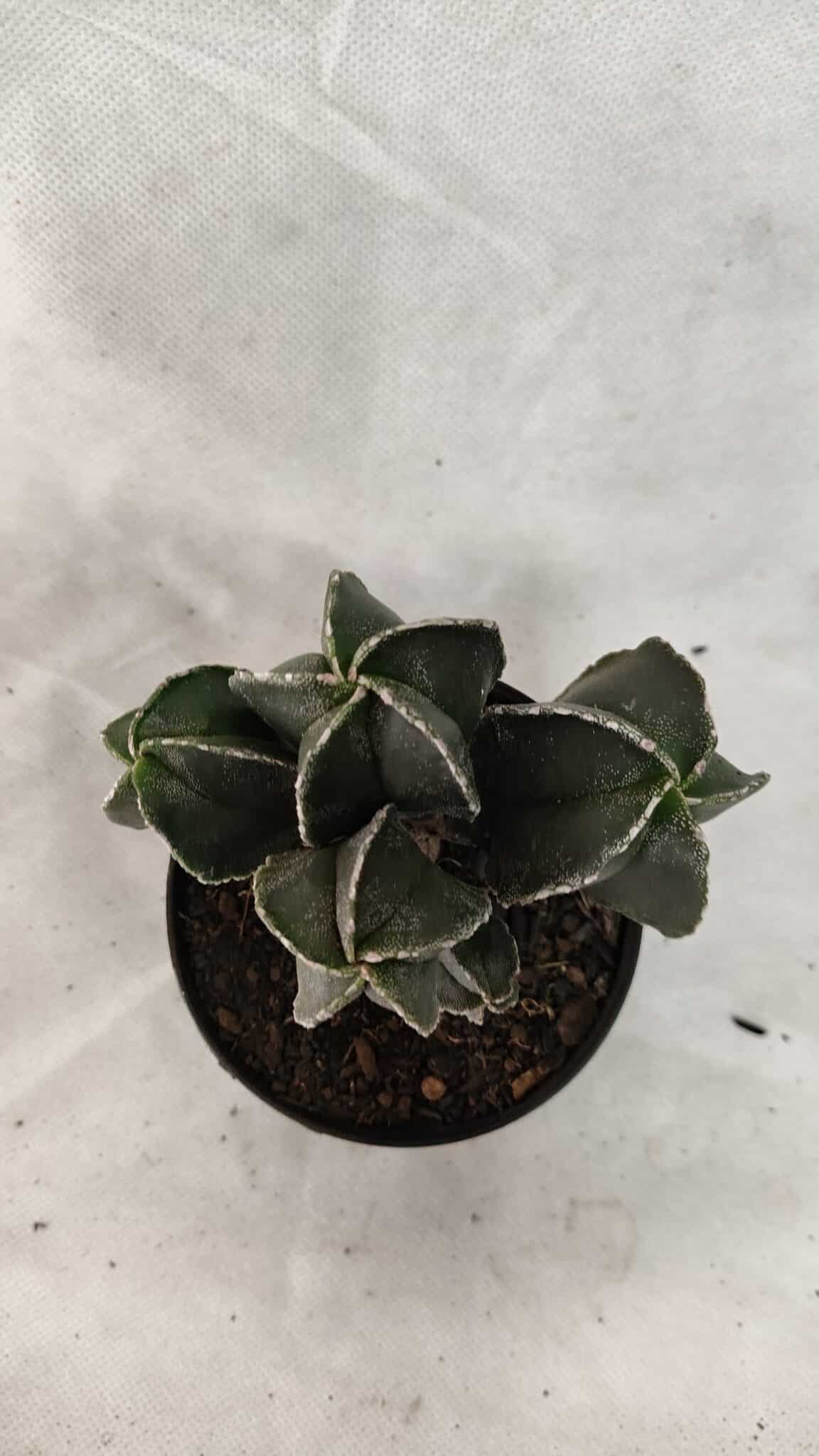 ASTROPHYTUM MYRIOSTIGMA "Colônia" Nº 1075 – vaso 09 - foto 3