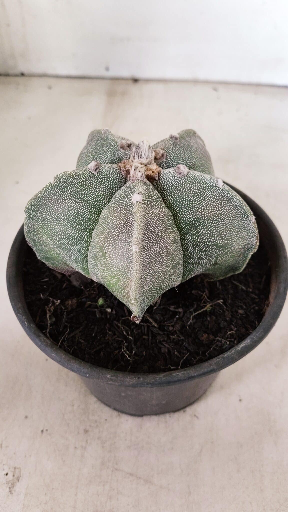 ASTROPHYTUM MYRIOSTIGMA  Nº 1075 – vaso 15 - foto 7