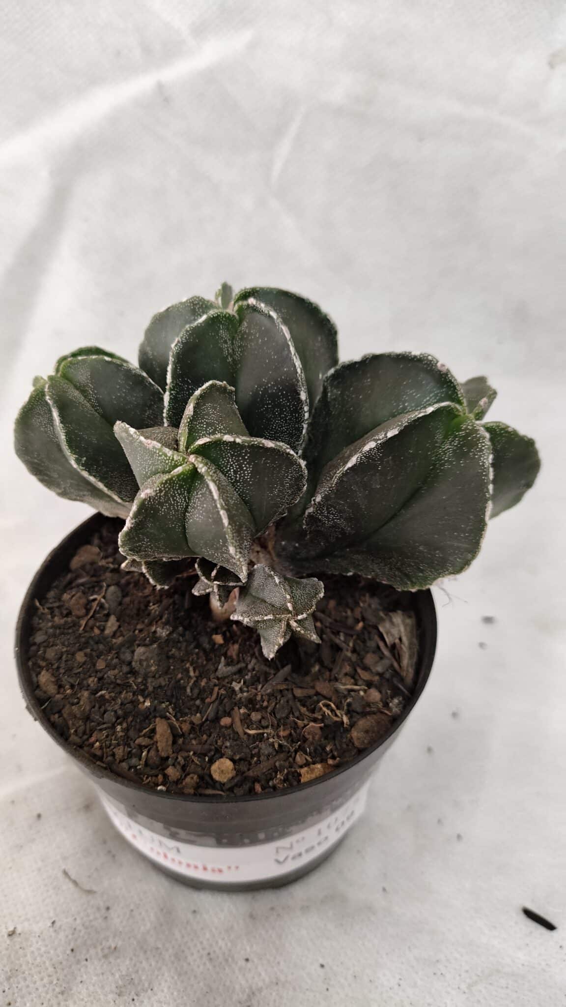 ASTROPHYTUM MYRIOSTIGMA "Colônia" Nº 1075 – vaso 09 - foto 8
