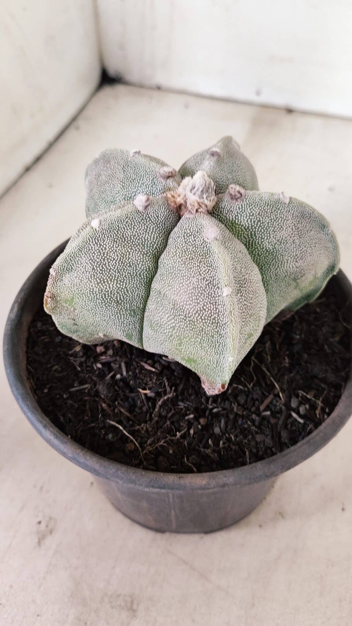 ASTROPHYTUM MYRIOSTIGMA  Nº 1075 – vaso 15 - foto 6