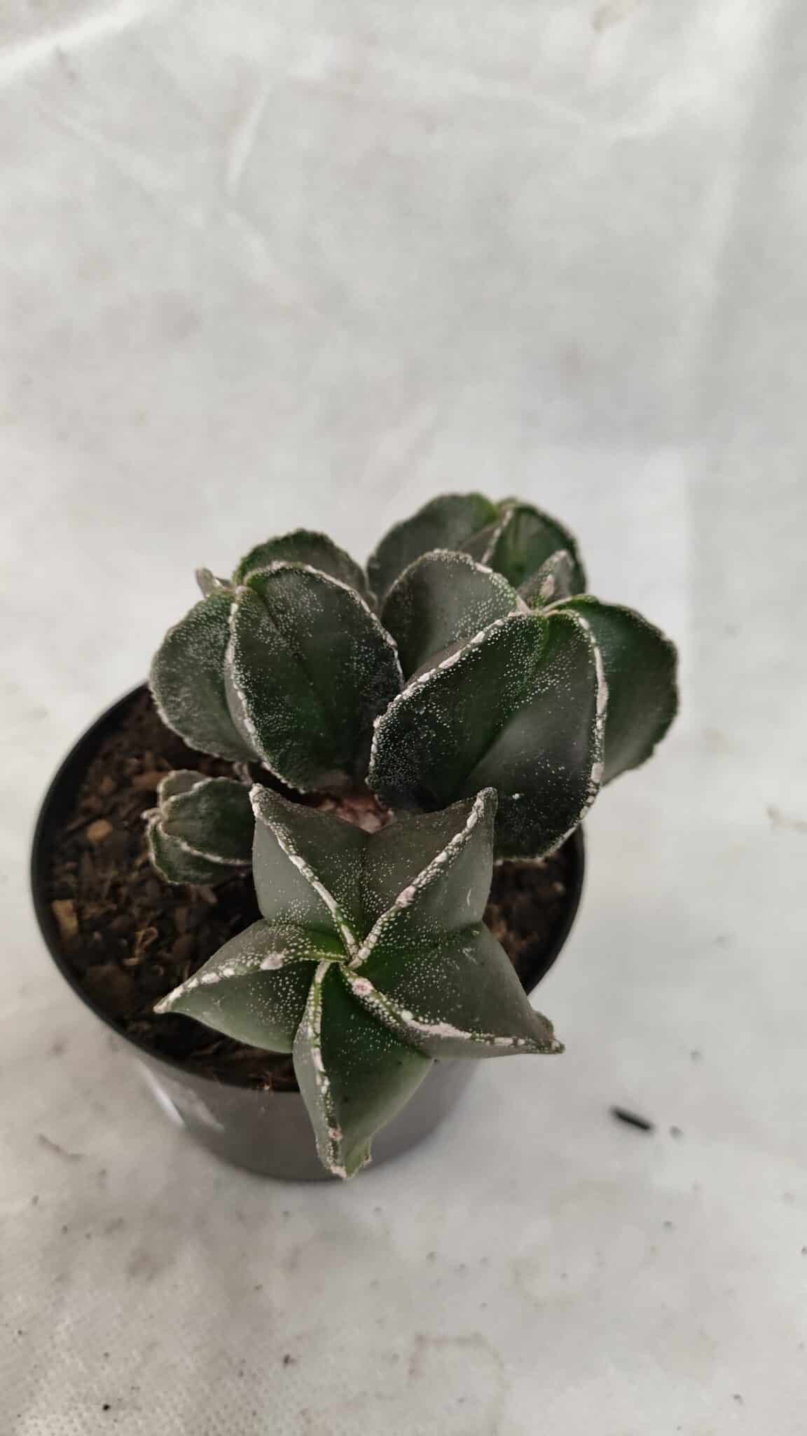 ASTROPHYTUM MYRIOSTIGMA "Colônia" Nº 1075 – vaso 09 - foto 5