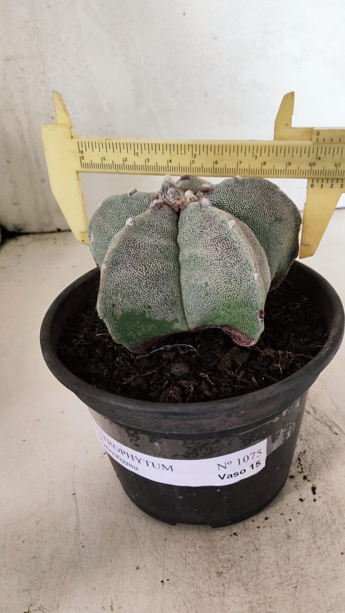 ASTROPHYTUM MYRIOSTIGMA  Nº 1075 – vaso 15 - foto 4