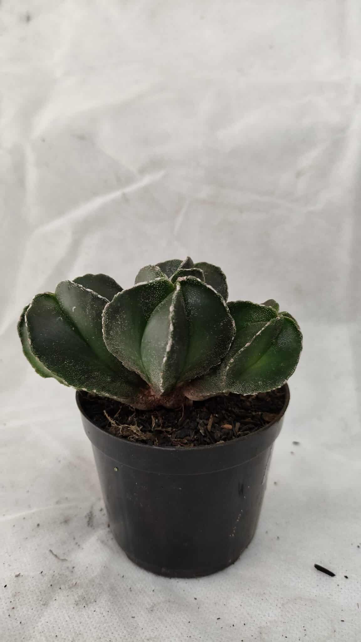 ASTROPHYTUM MYRIOSTIGMA "Colônia" Nº 1075 – vaso 09 - foto 7