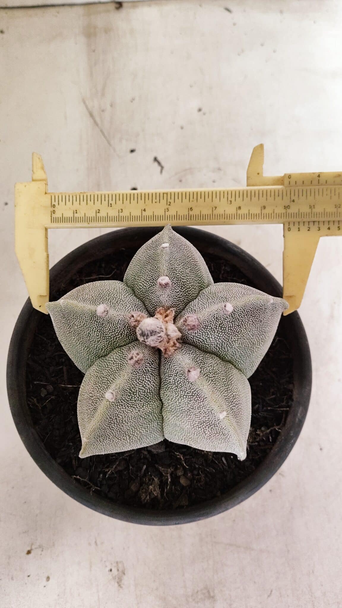 ASTROPHYTUM MYRIOSTIGMA  Nº 1075 – vaso 15 - foto 5
