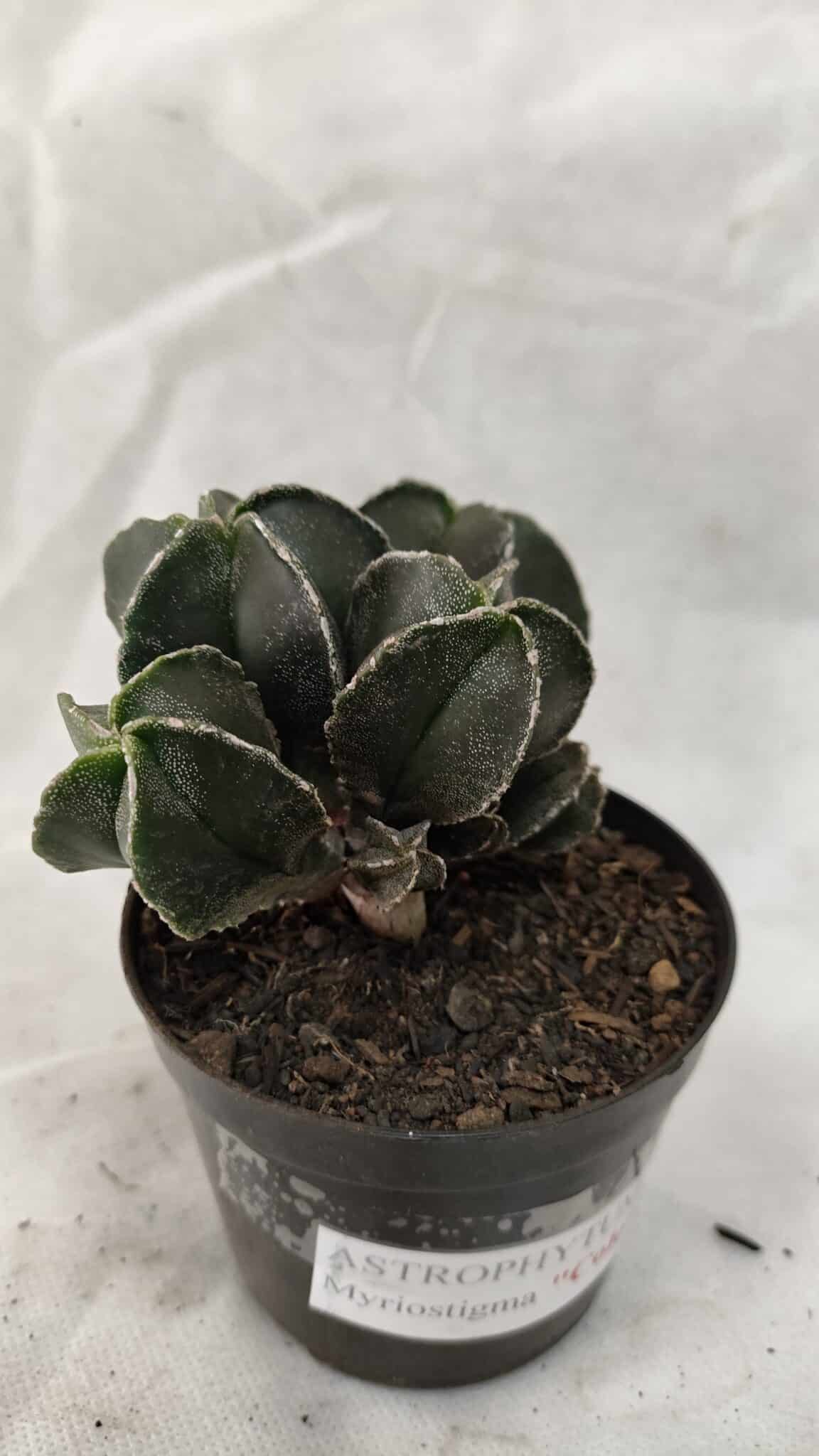 ASTROPHYTUM MYRIOSTIGMA "Colônia" Nº 1075 – vaso 09 - foto 6
