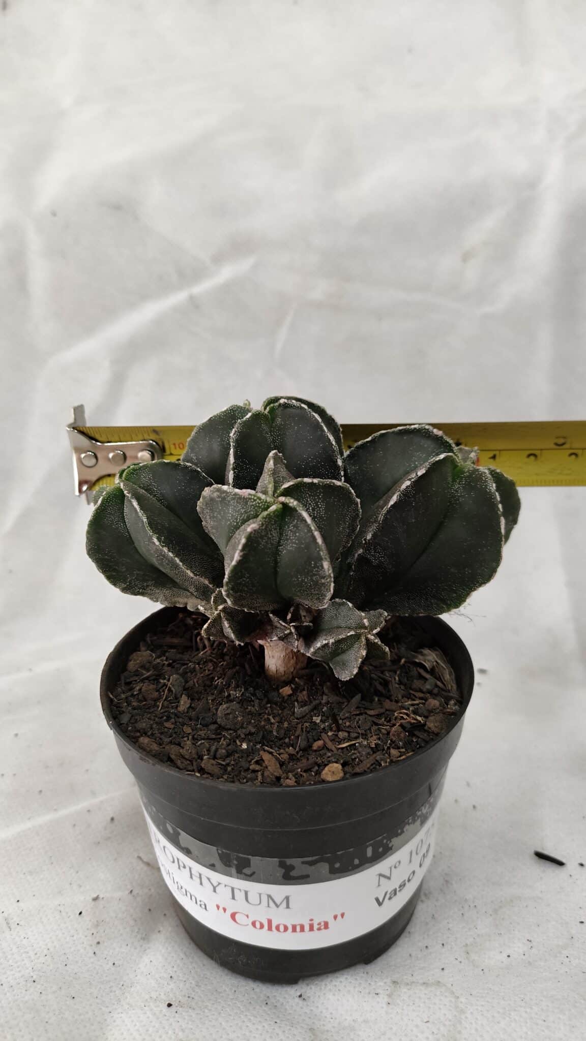 ASTROPHYTUM MYRIOSTIGMA "Colônia" Nº 1075 – vaso 09 - foto 4