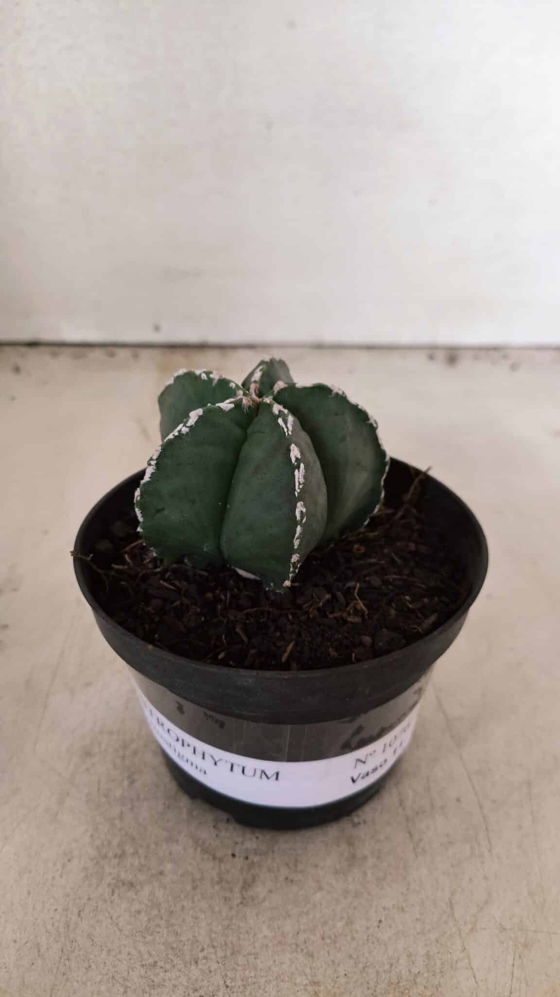 ASTROPHYTUM MYRIOSTIGMA  Nº 1076 – vaso 11 - foto 2