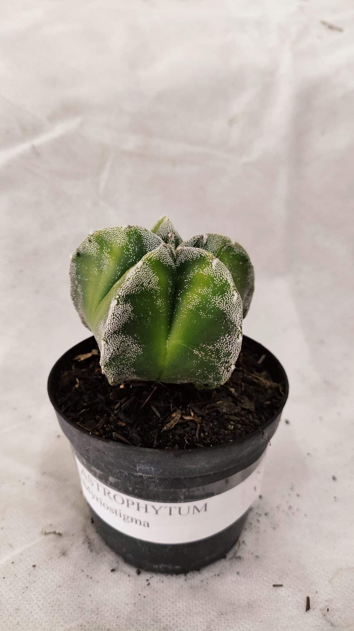 ASTROPHYTUM MYRIOSTIGMA  Nº 1076 – vaso 09 - foto 2