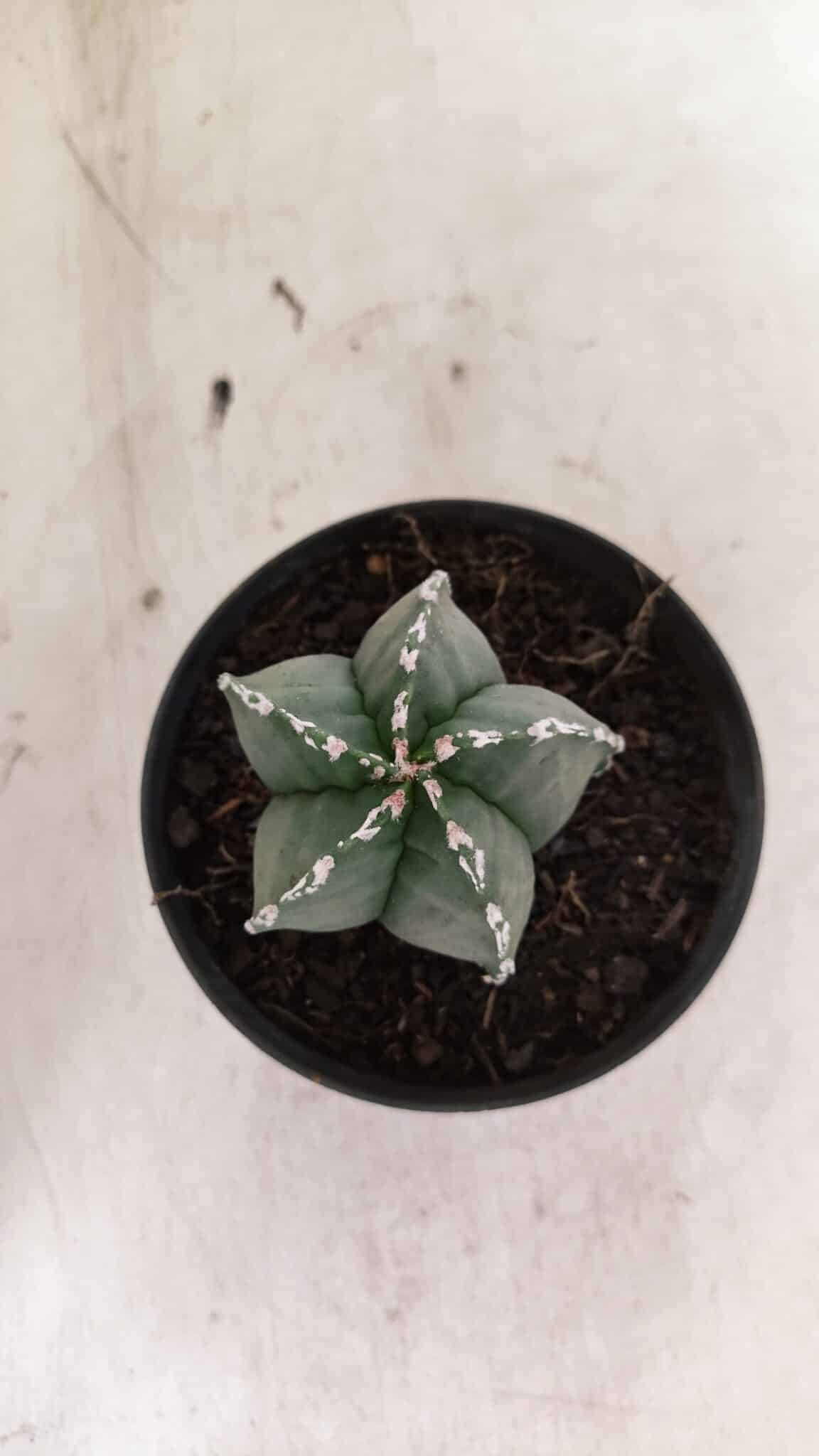 ASTROPHYTUM MYRIOSTIGMA  Nº 1076 – vaso 11 - foto 3
