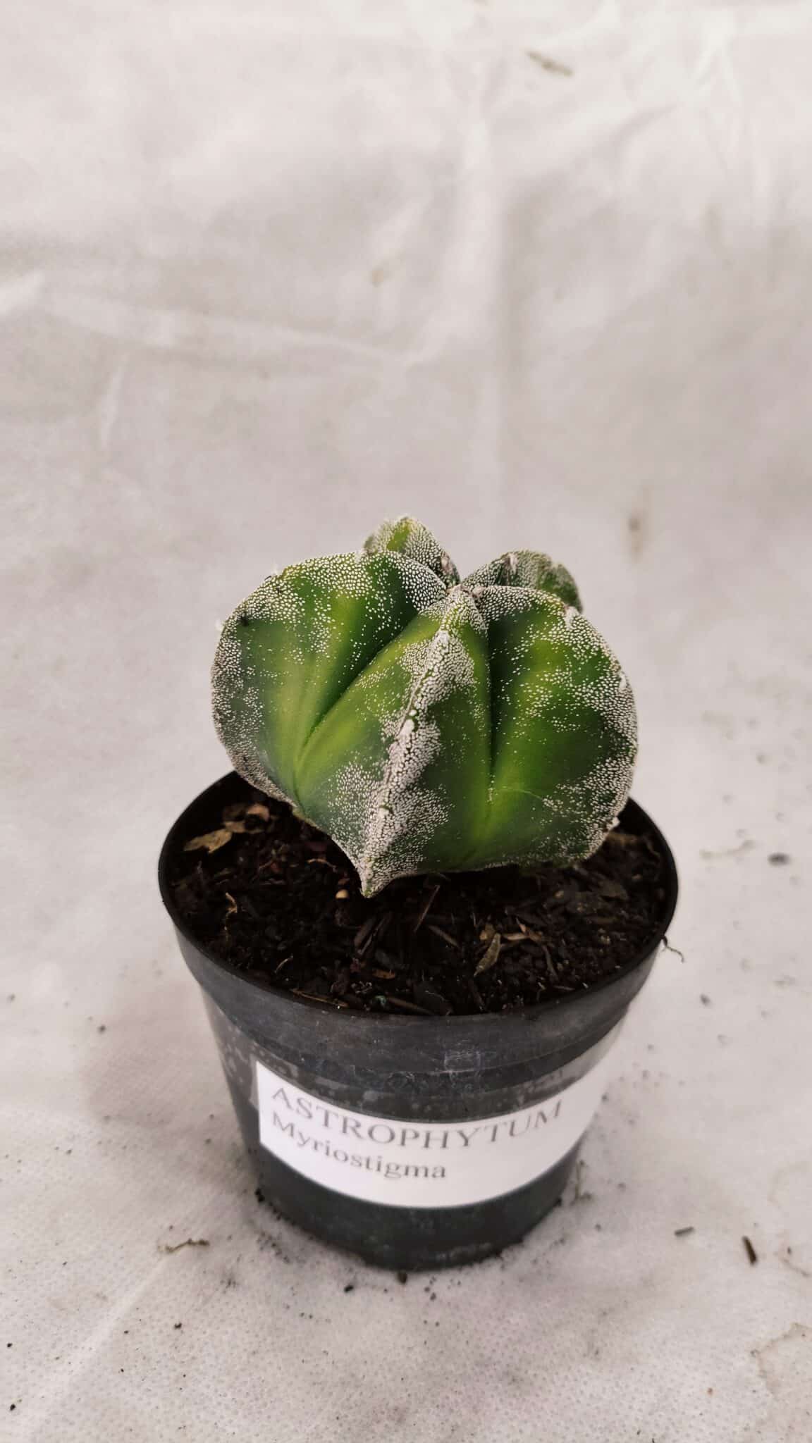 ASTROPHYTUM MYRIOSTIGMA  Nº 1076 – vaso 09 - foto 9