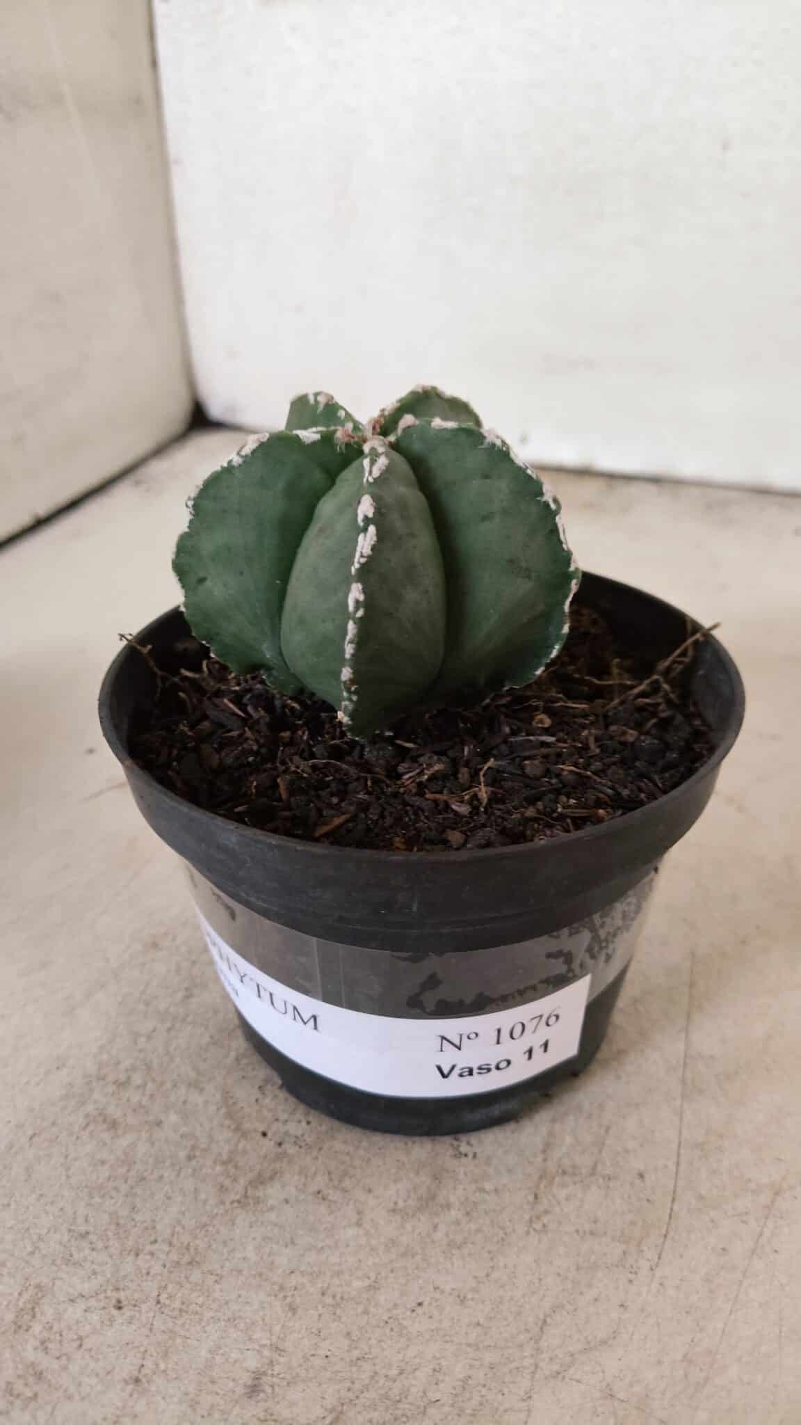 ASTROPHYTUM MYRIOSTIGMA  Nº 1076 – vaso 11 - foto 8