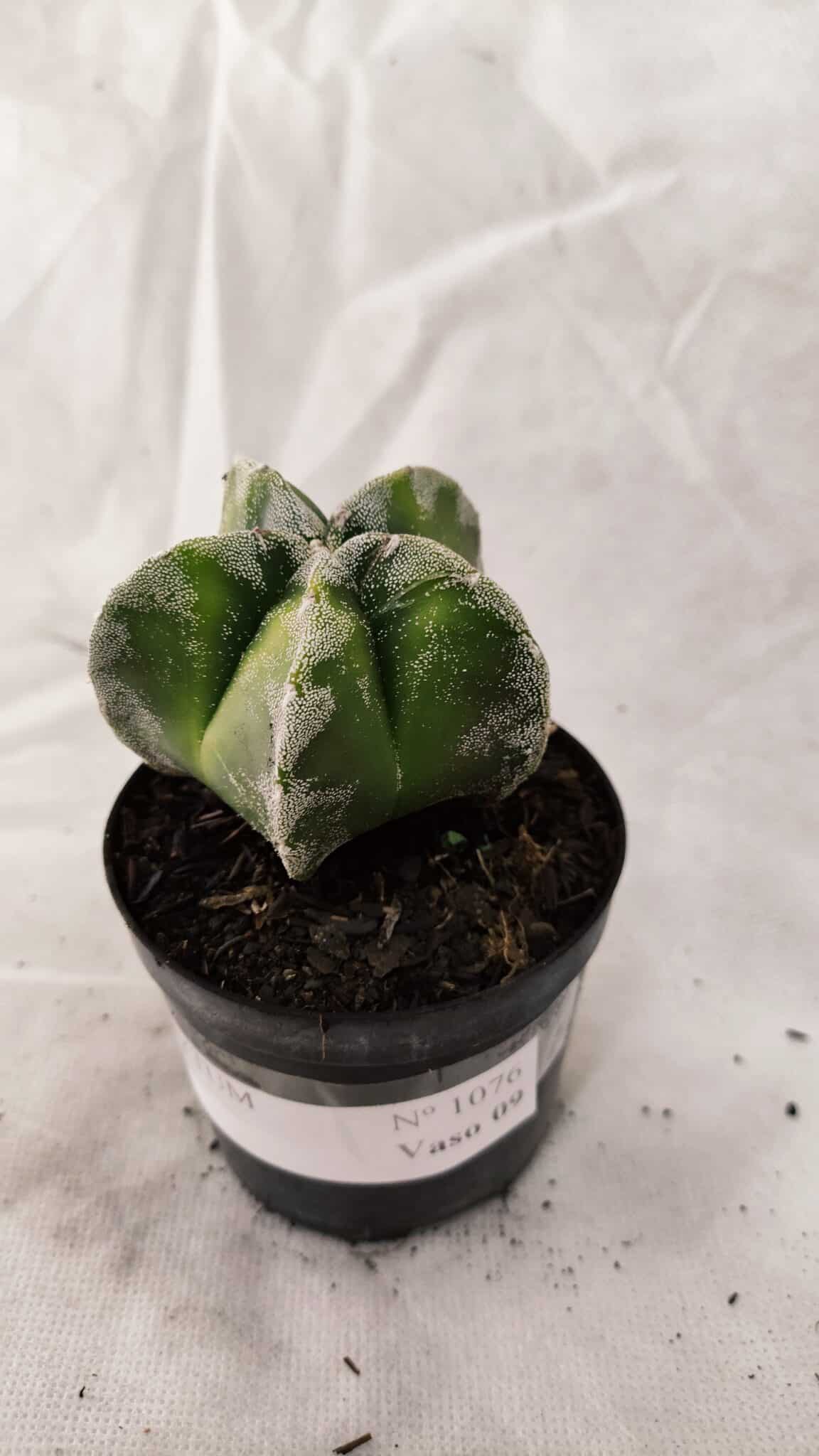 ASTROPHYTUM MYRIOSTIGMA  Nº 1076 – vaso 09 - foto 8