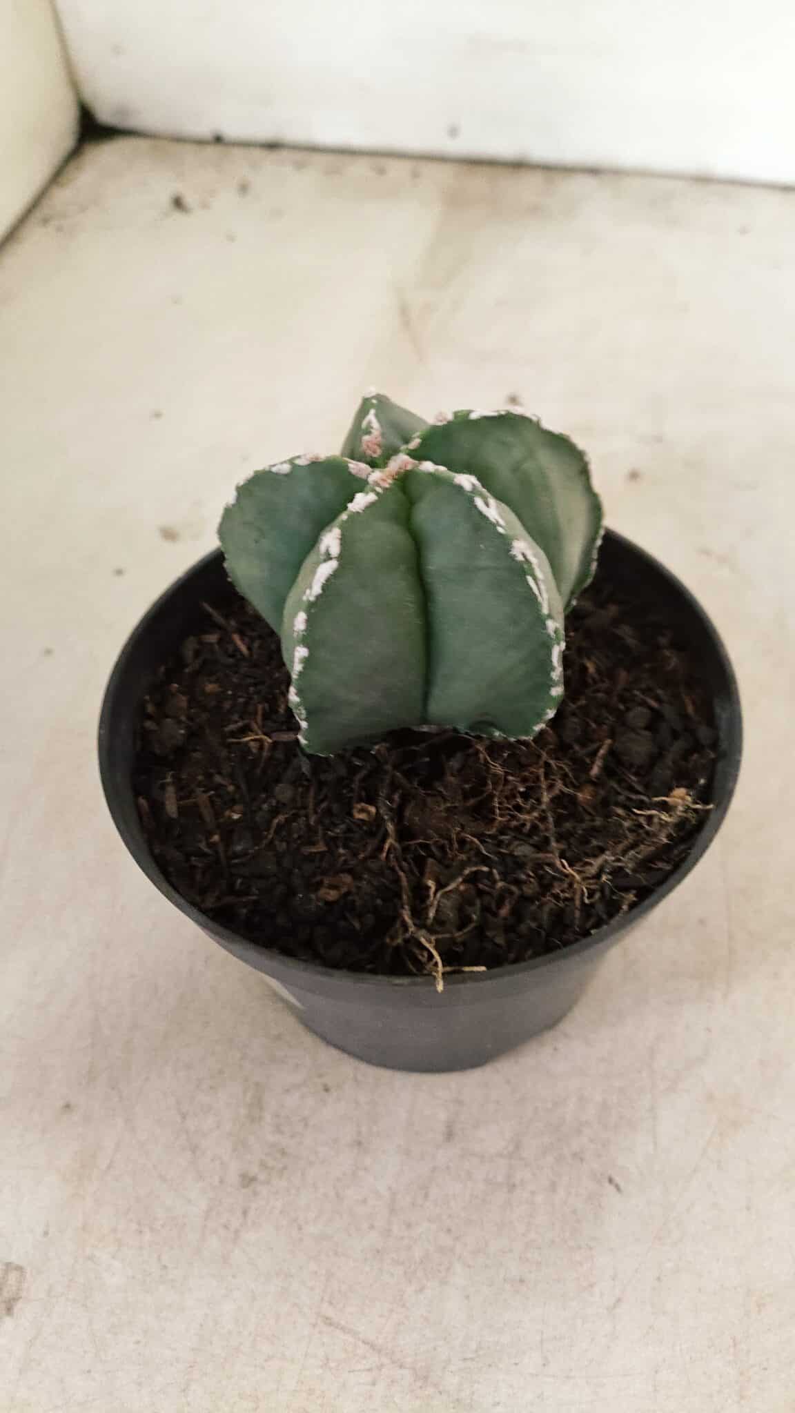 ASTROPHYTUM MYRIOSTIGMA  Nº 1076 – vaso 11 - foto 7