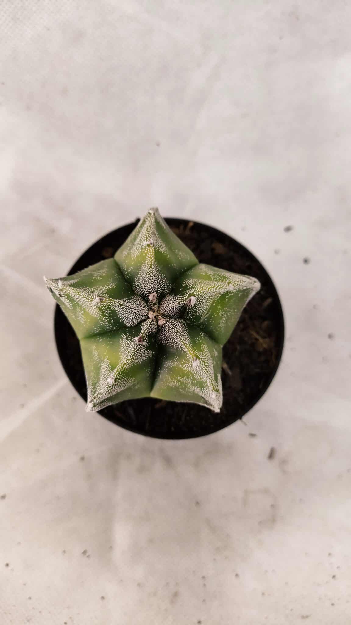 ASTROPHYTUM MYRIOSTIGMA  Nº 1076 – vaso 09 - foto 3