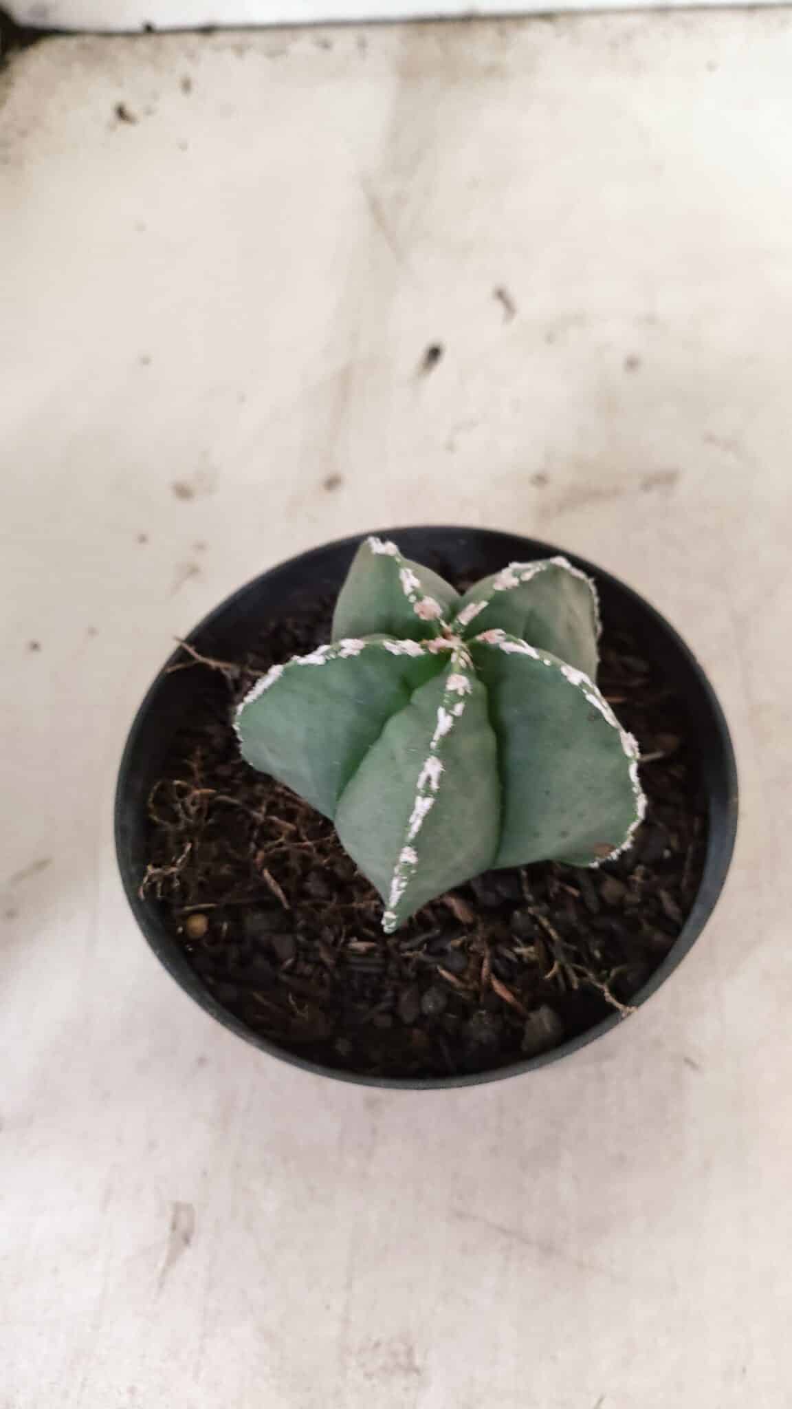 ASTROPHYTUM MYRIOSTIGMA  Nº 1076 – vaso 11 - foto 6