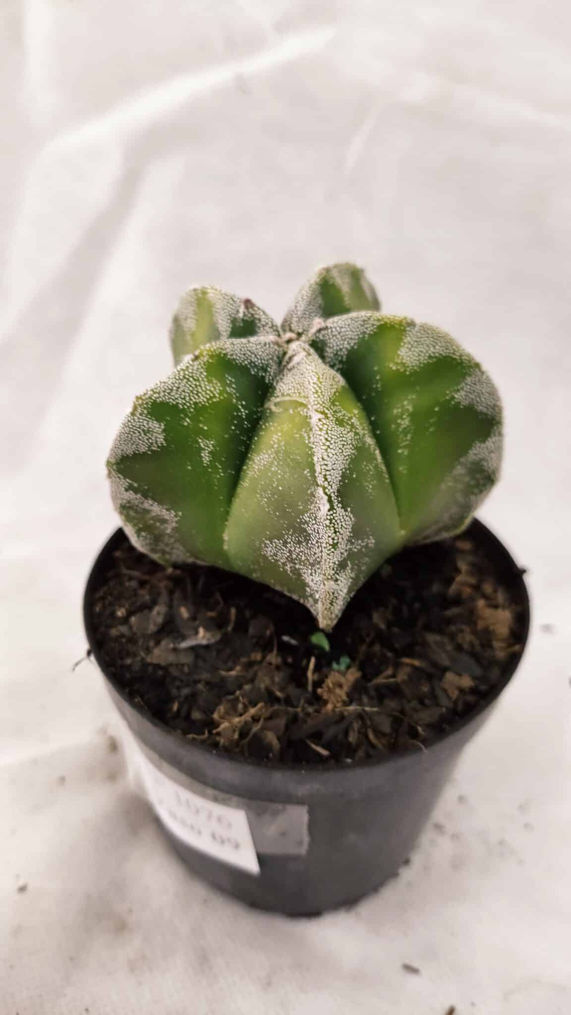 ASTROPHYTUM MYRIOSTIGMA  Nº 1076 – vaso 09 - foto 7