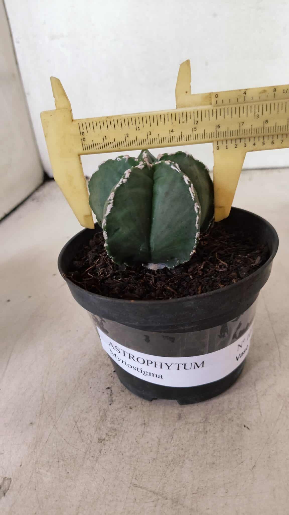 ASTROPHYTUM MYRIOSTIGMA  Nº 1076 – vaso 11 - foto 4