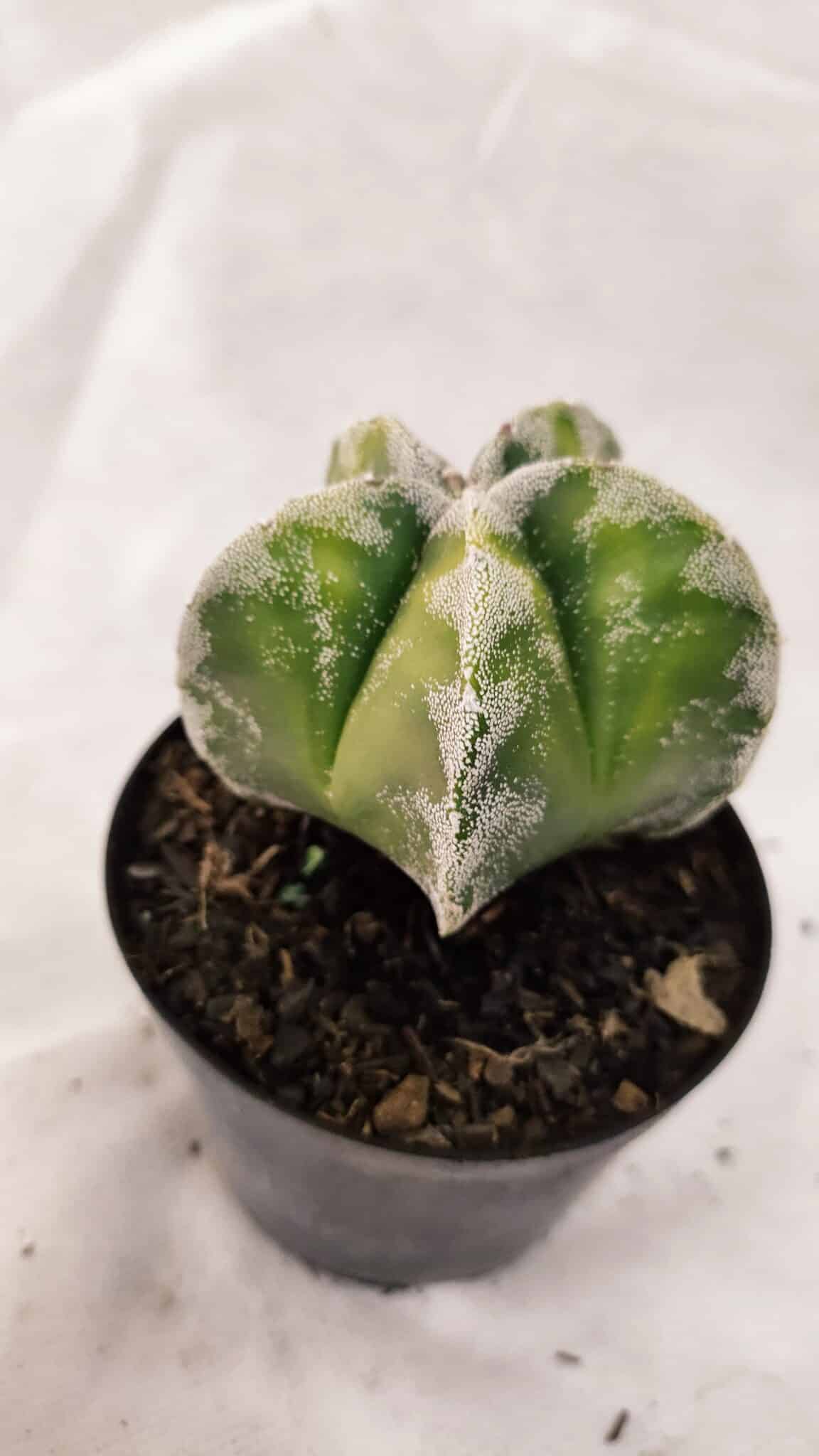 ASTROPHYTUM MYRIOSTIGMA  Nº 1076 – vaso 09 - foto 6