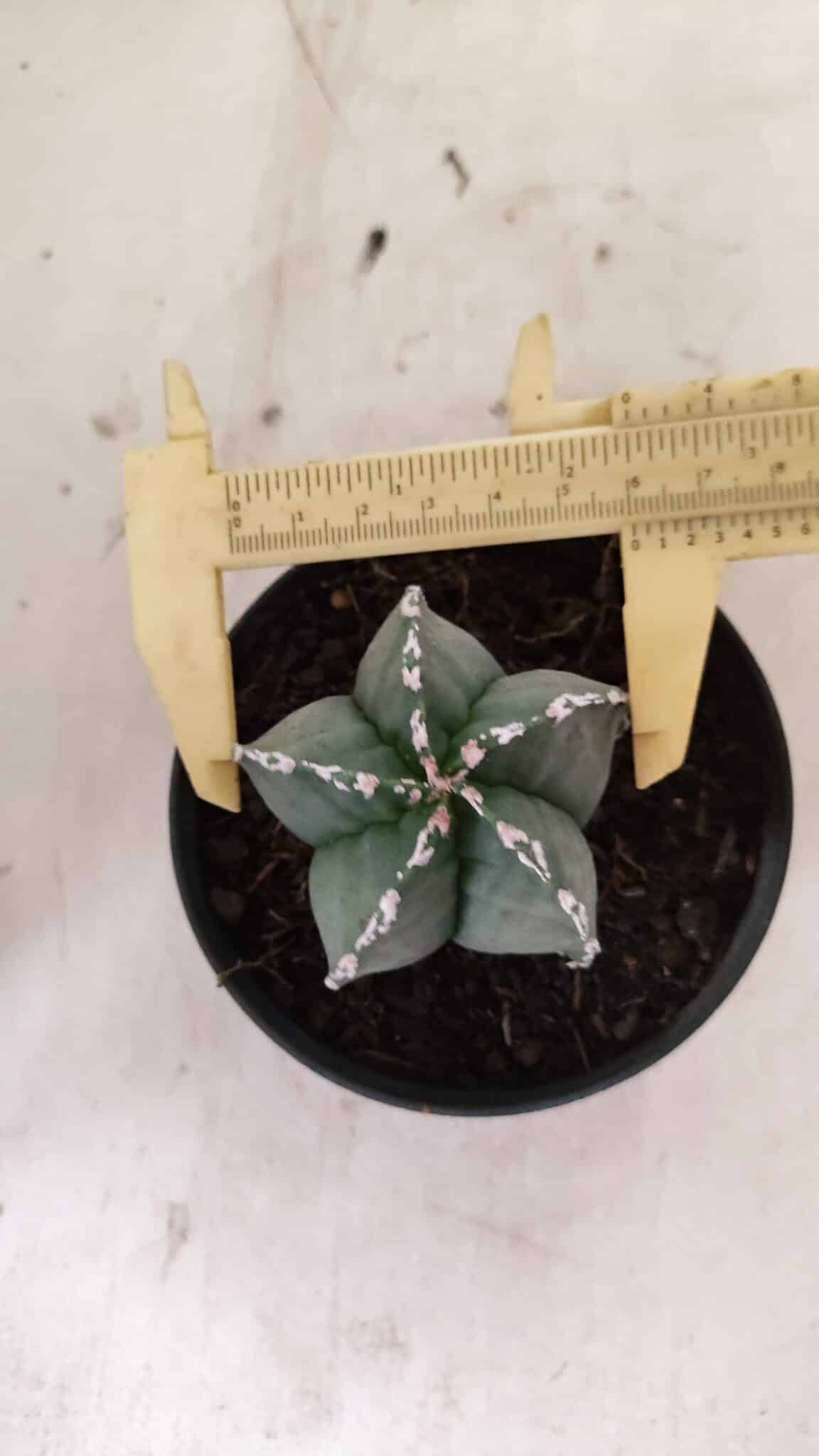 ASTROPHYTUM MYRIOSTIGMA  Nº 1076 – vaso 11 - foto 5