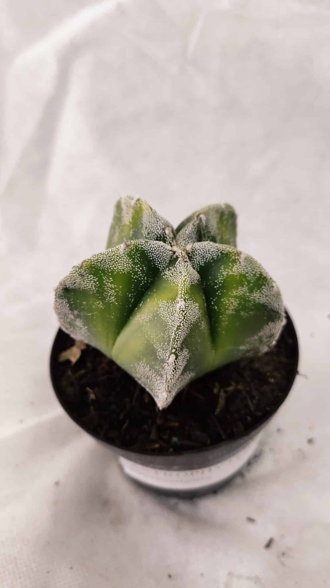 ASTROPHYTUM MYRIOSTIGMA  Nº 1076 – vaso 09 - foto 5
