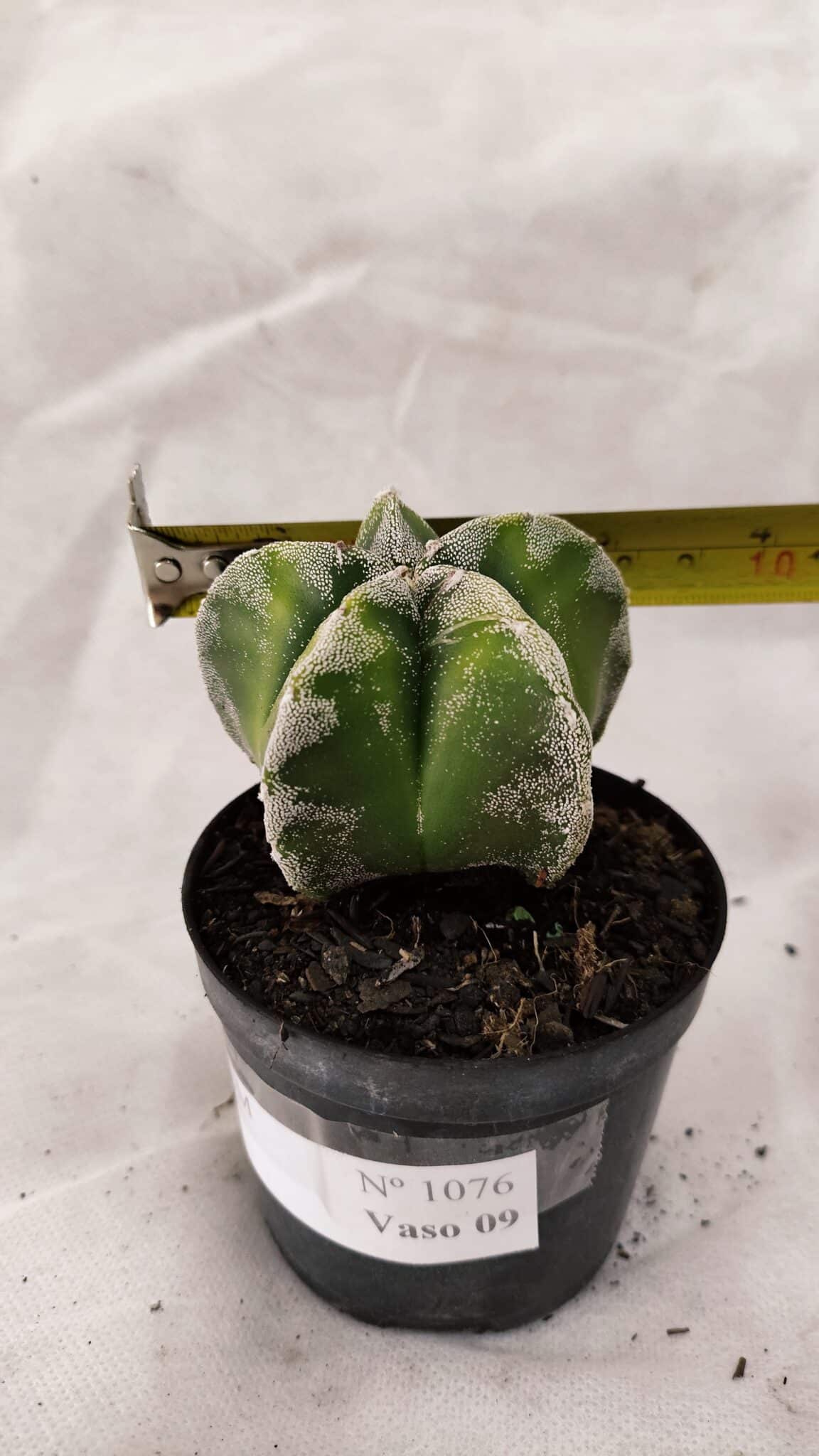 ASTROPHYTUM MYRIOSTIGMA  Nº 1076 – vaso 09 - foto 4