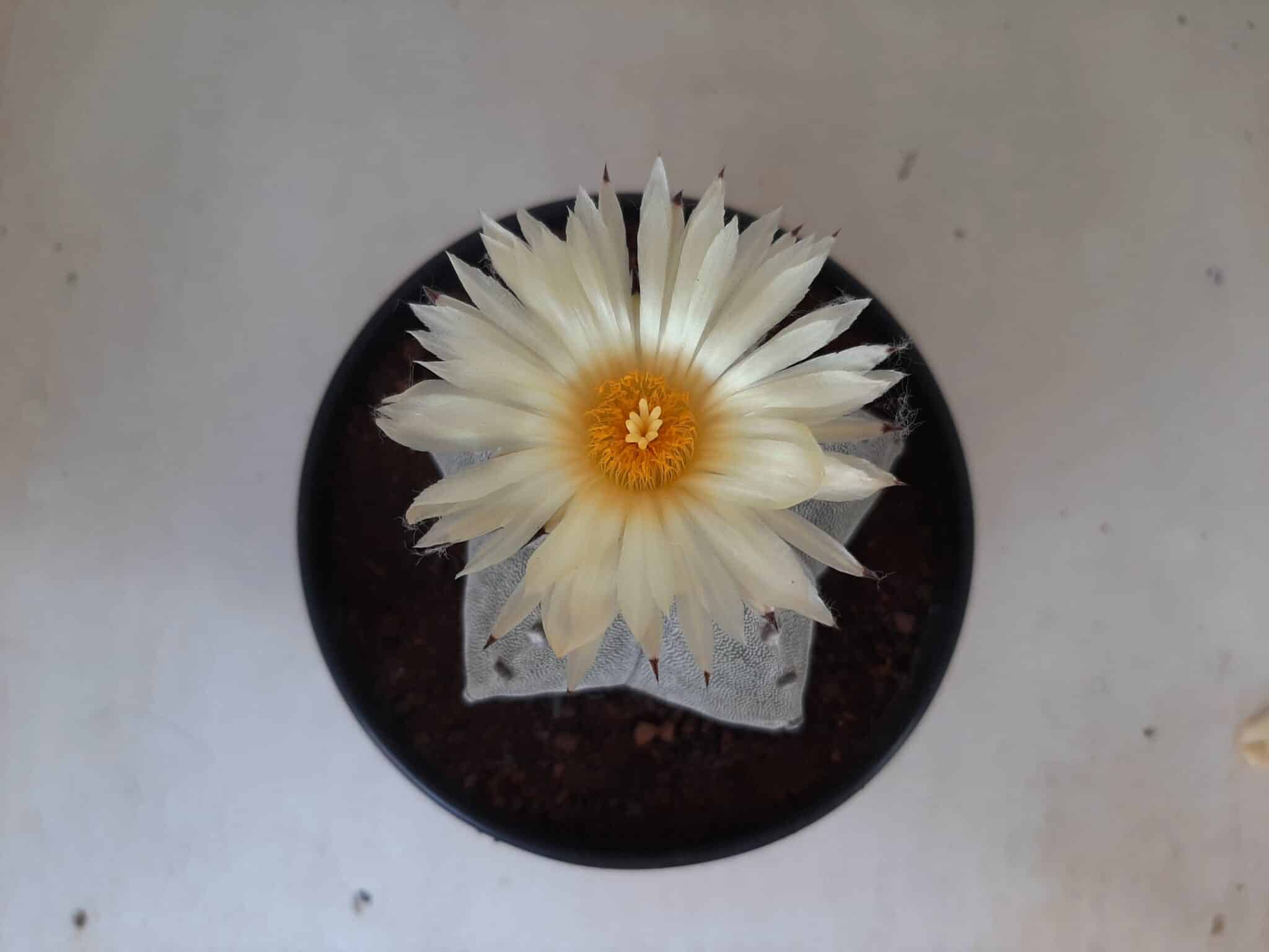 Sementes de cactos ASTROPHYTUM MYRIOSTIGMA - foto 12
