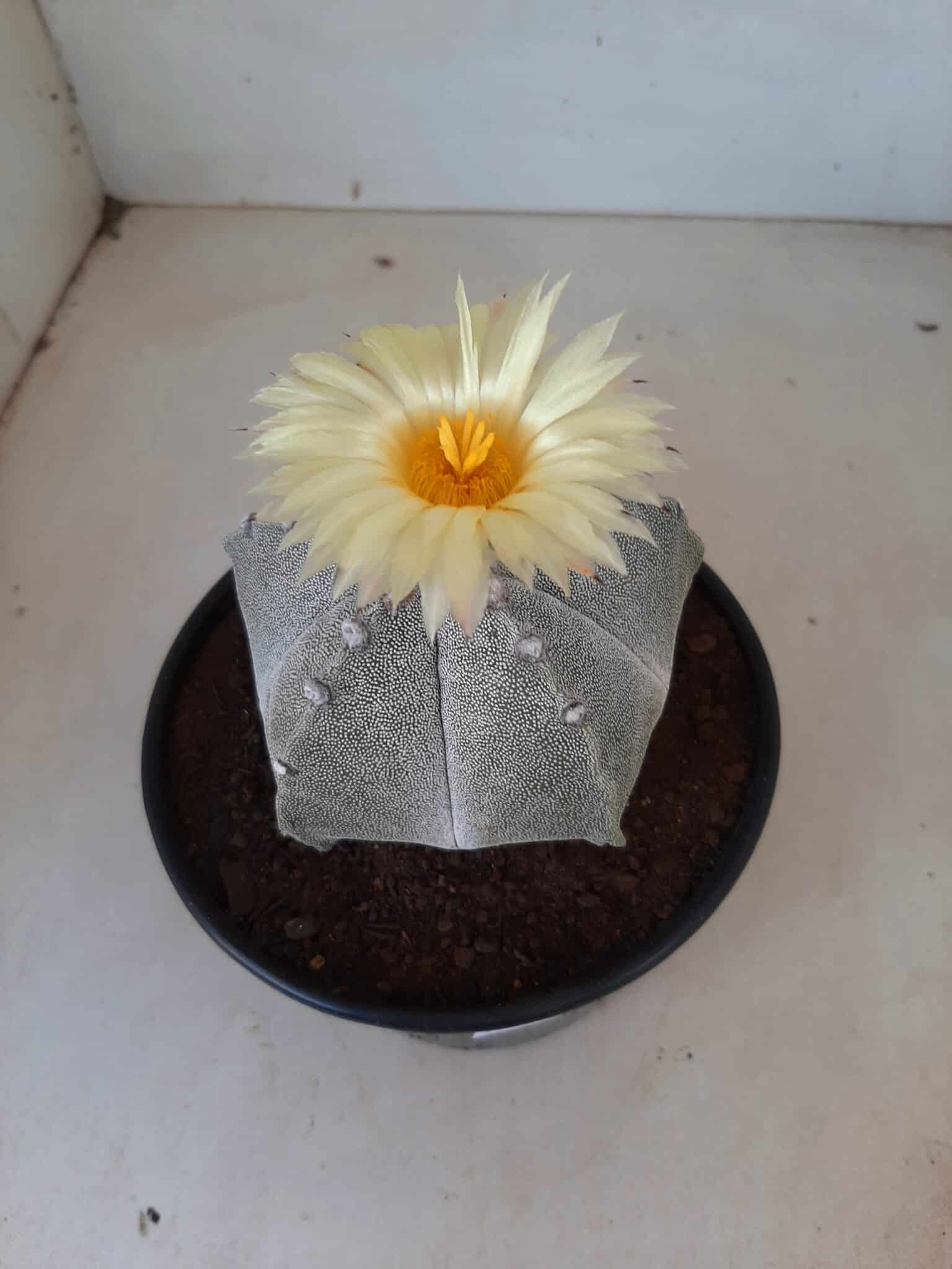 Sementes de cactos ASTROPHYTUM MYRIOSTIGMA - foto 3