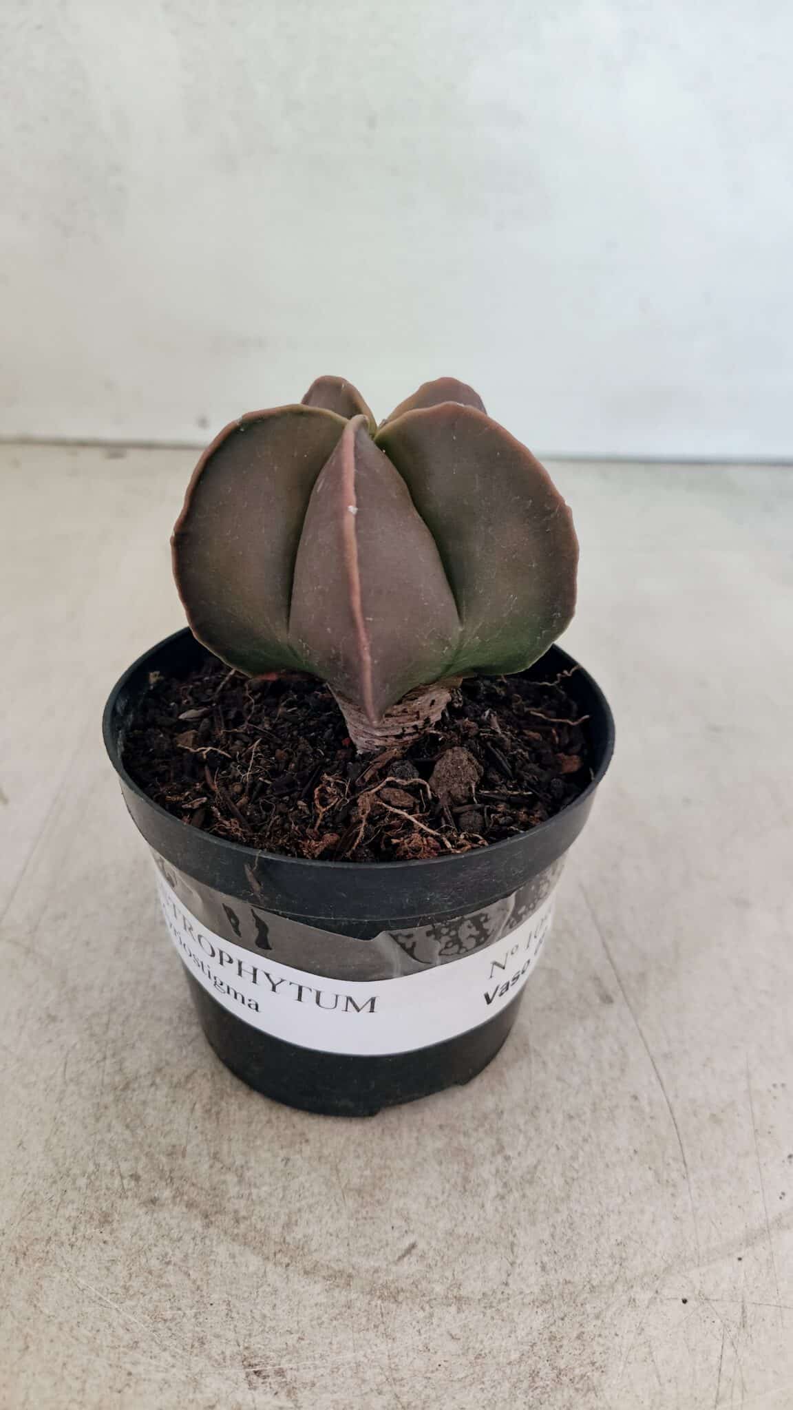ASTROPHYTUM MYRIOSTIGMA  Nº 1090 – vaso 09 - foto 2