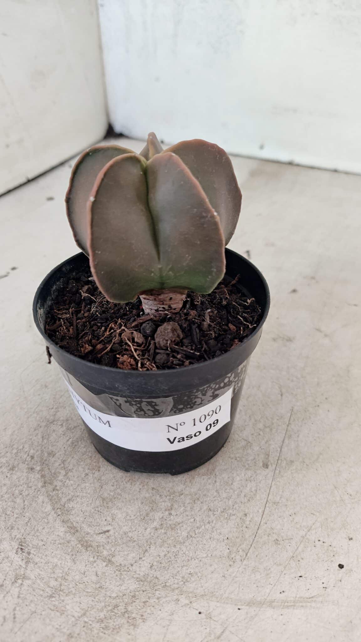 ASTROPHYTUM MYRIOSTIGMA  Nº 1090 – vaso 09 - foto 9