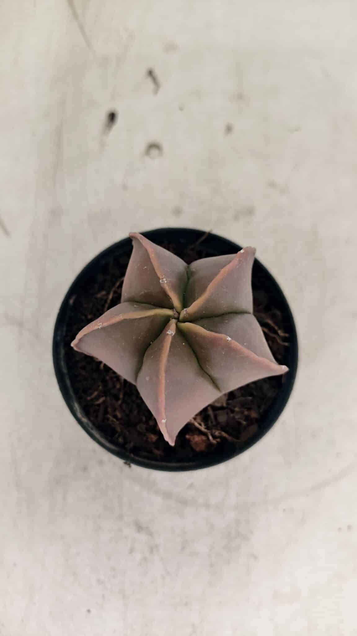 ASTROPHYTUM MYRIOSTIGMA  Nº 1090 – vaso 09 - foto 3