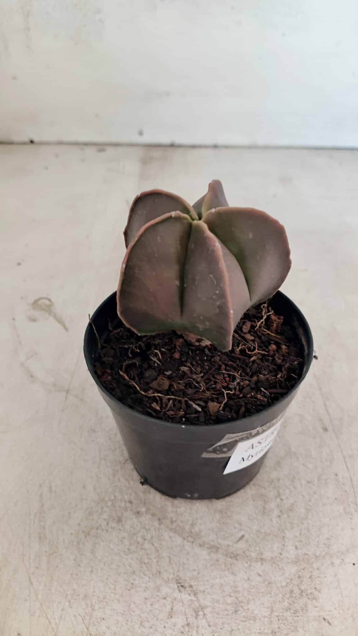 ASTROPHYTUM MYRIOSTIGMA  Nº 1090 – vaso 09 - foto 8
