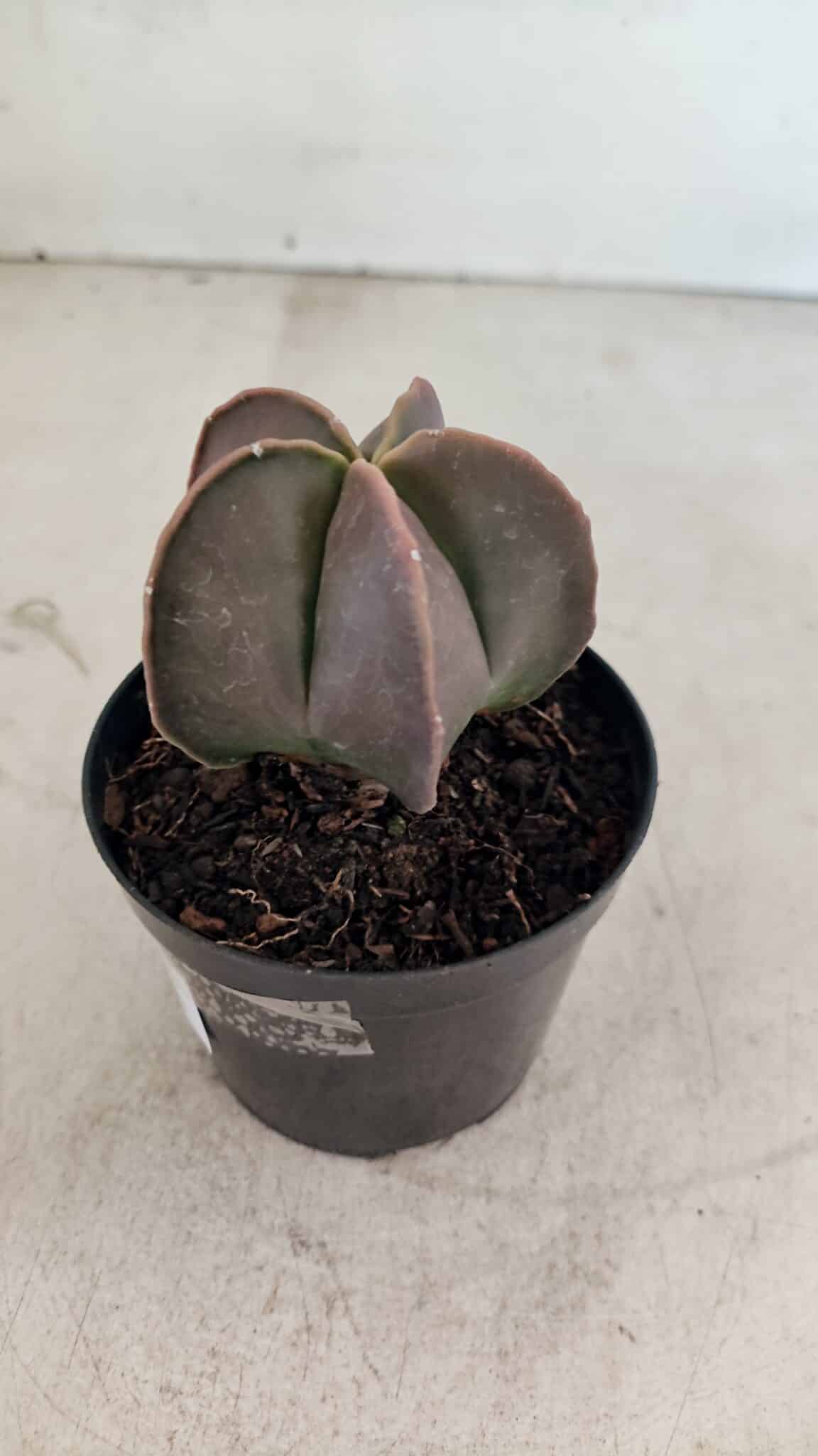 ASTROPHYTUM MYRIOSTIGMA  Nº 1090 – vaso 09 - foto 7