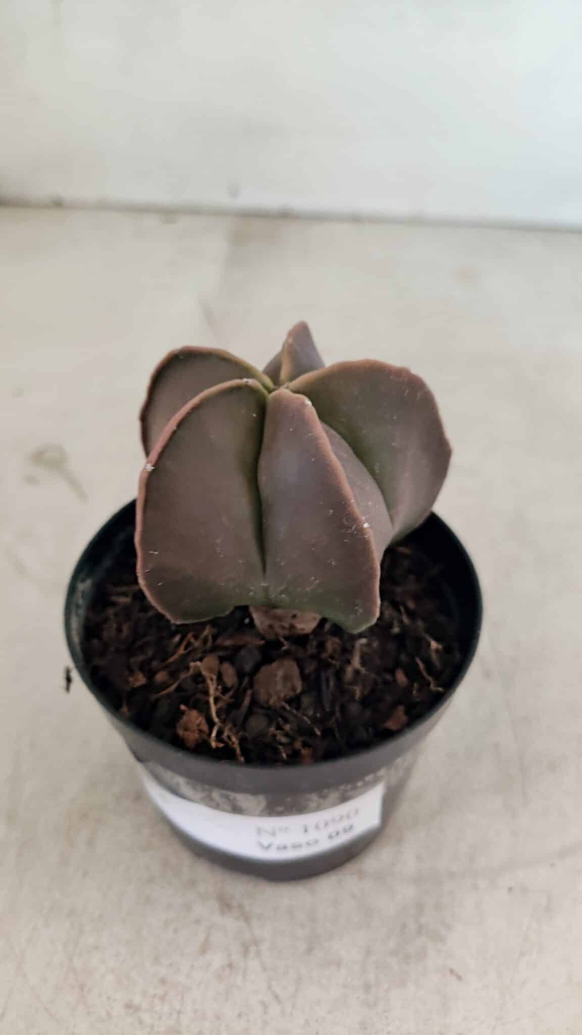 ASTROPHYTUM MYRIOSTIGMA  Nº 1090 – vaso 09 - foto 6