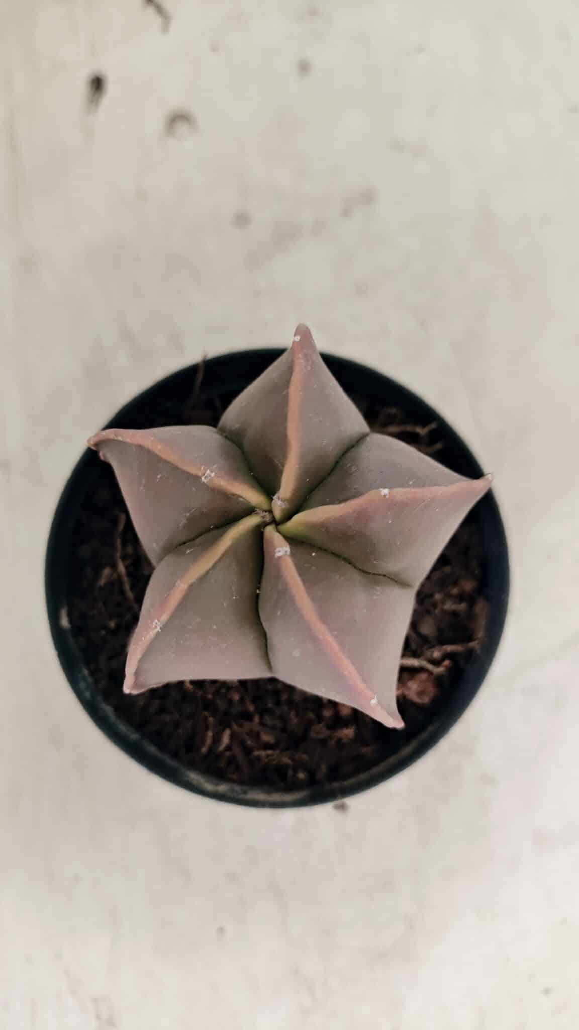 ASTROPHYTUM MYRIOSTIGMA  Nº 1090 – vaso 09 - foto 5