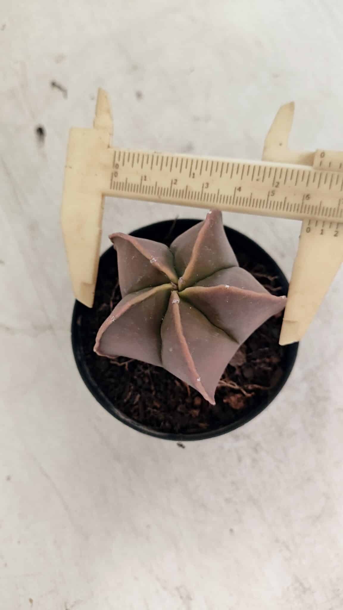 ASTROPHYTUM MYRIOSTIGMA  Nº 1090 – vaso 09 - foto 4