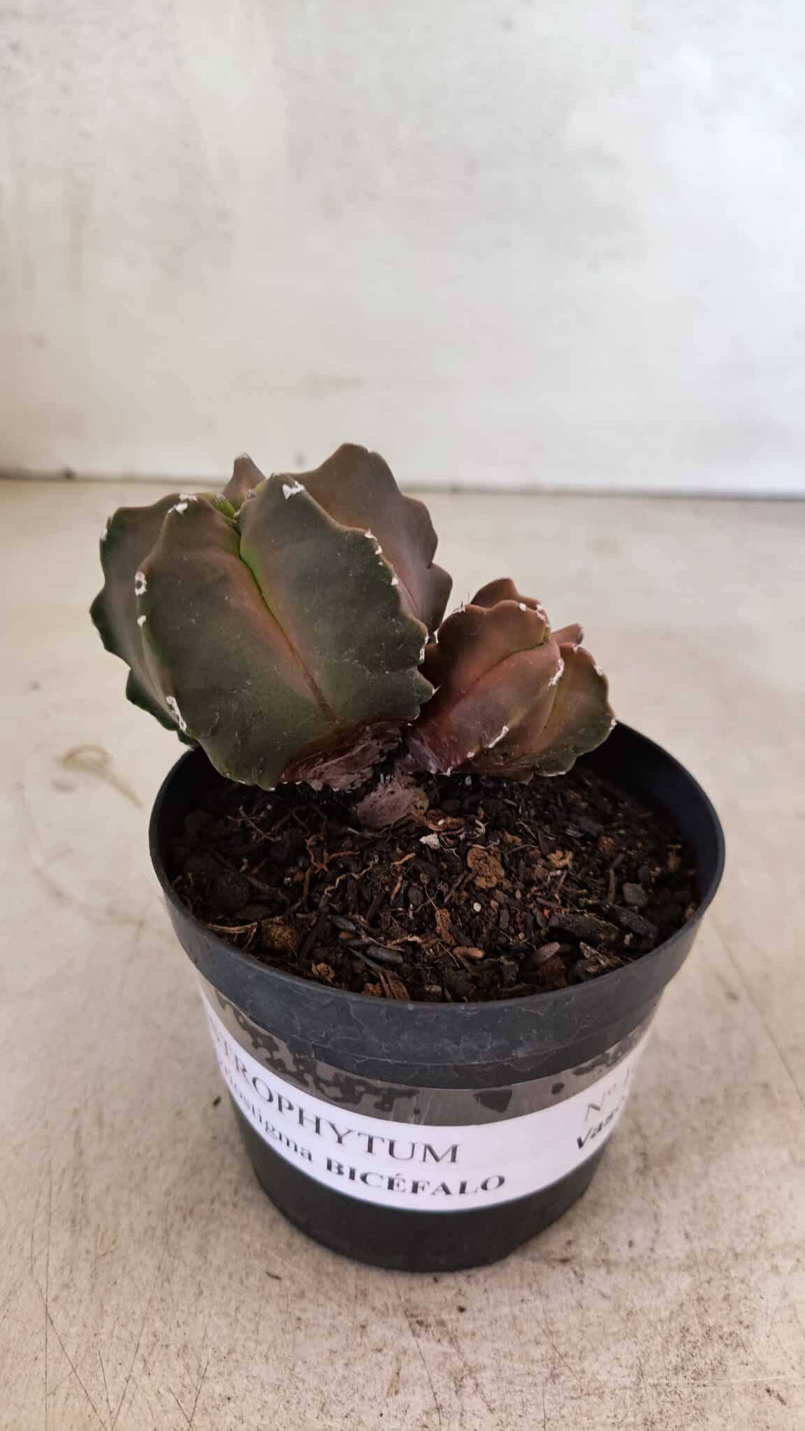 ASTROPHYTUM MYRIOSTIGMA "Bicéfalo"  Nº 1092 – vaso 09 - foto 2