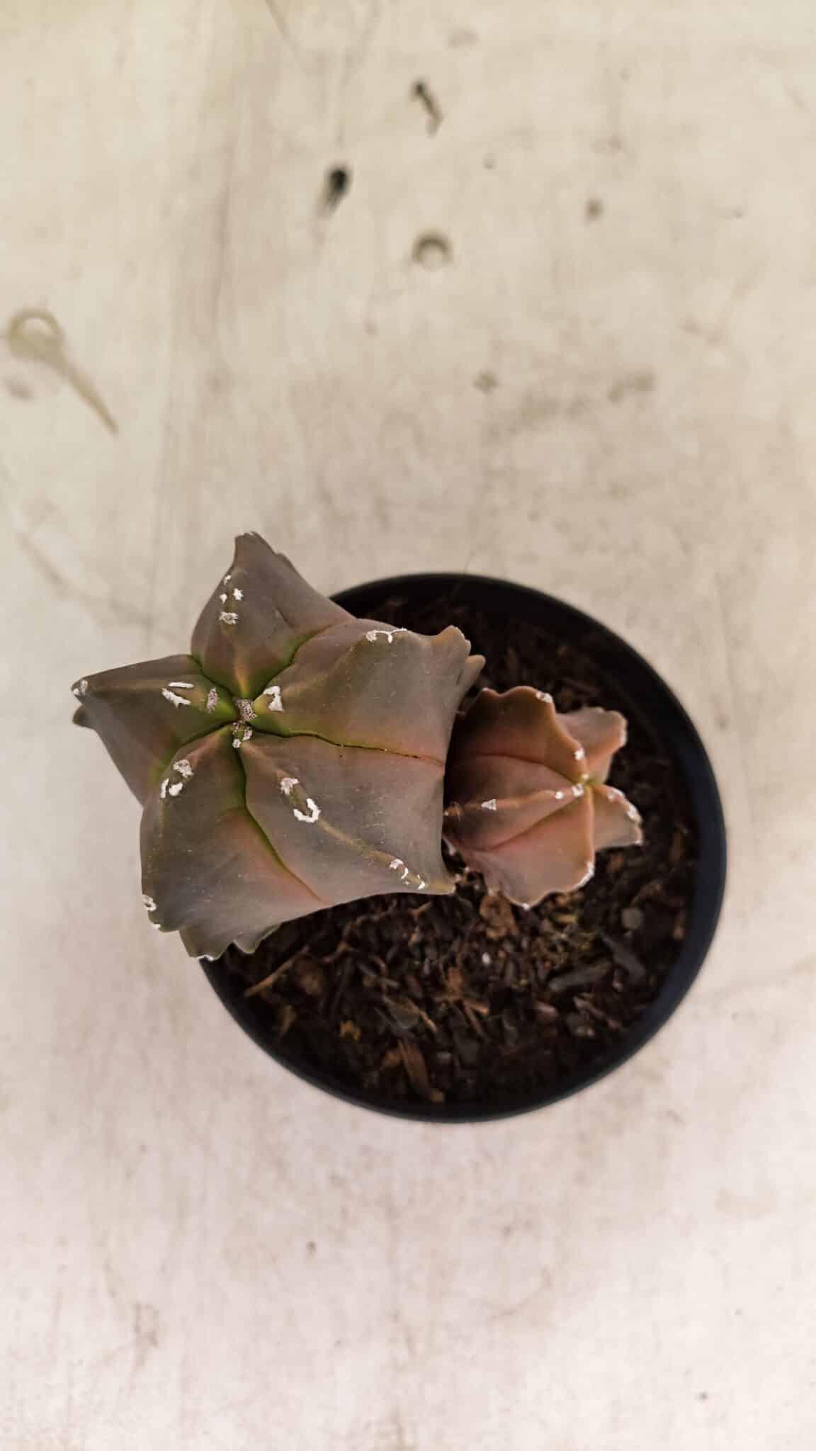 ASTROPHYTUM MYRIOSTIGMA "Bicéfalo"  Nº 1092 – vaso 09 - foto 3