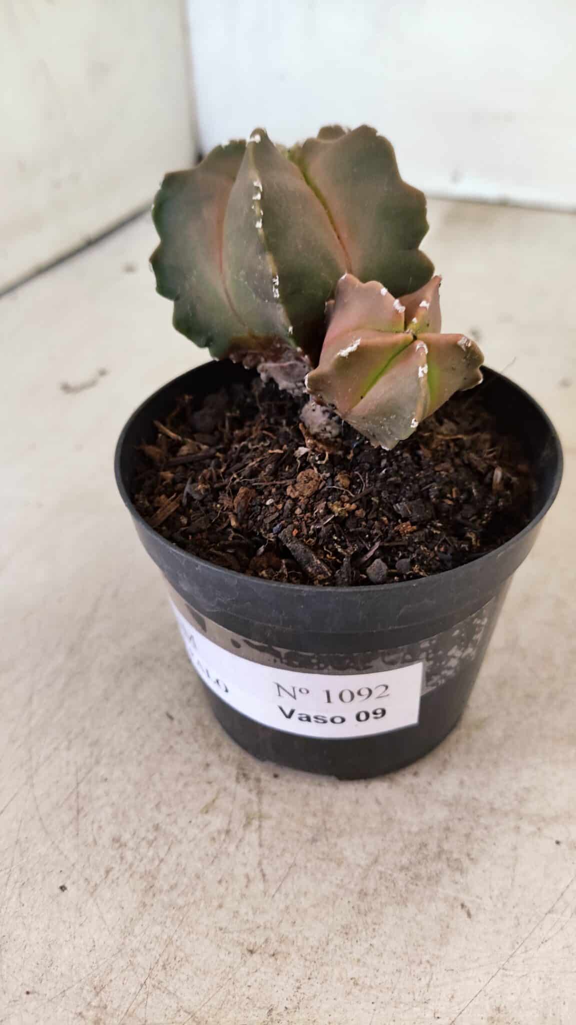 ASTROPHYTUM MYRIOSTIGMA "Bicéfalo"  Nº 1092 – vaso 09 - foto 9
