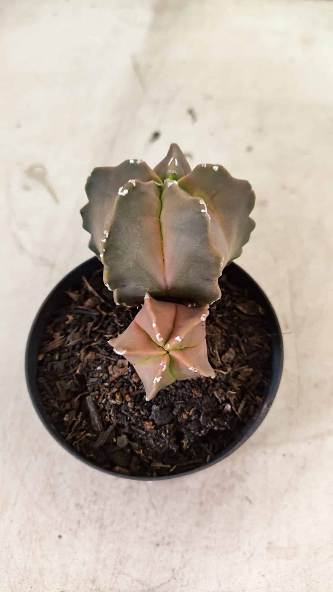 ASTROPHYTUM MYRIOSTIGMA "Bicéfalo"  Nº 1092 – vaso 09 - foto 5